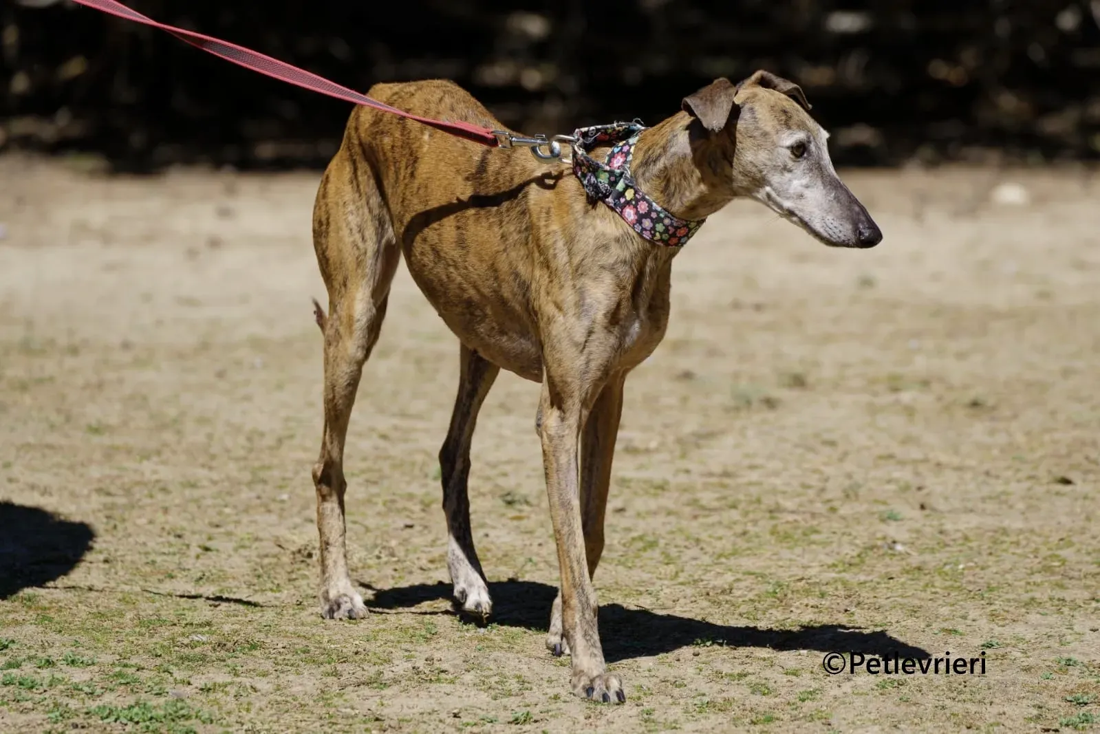 Bimba galgo adozione pet levrieri onlus 1 1