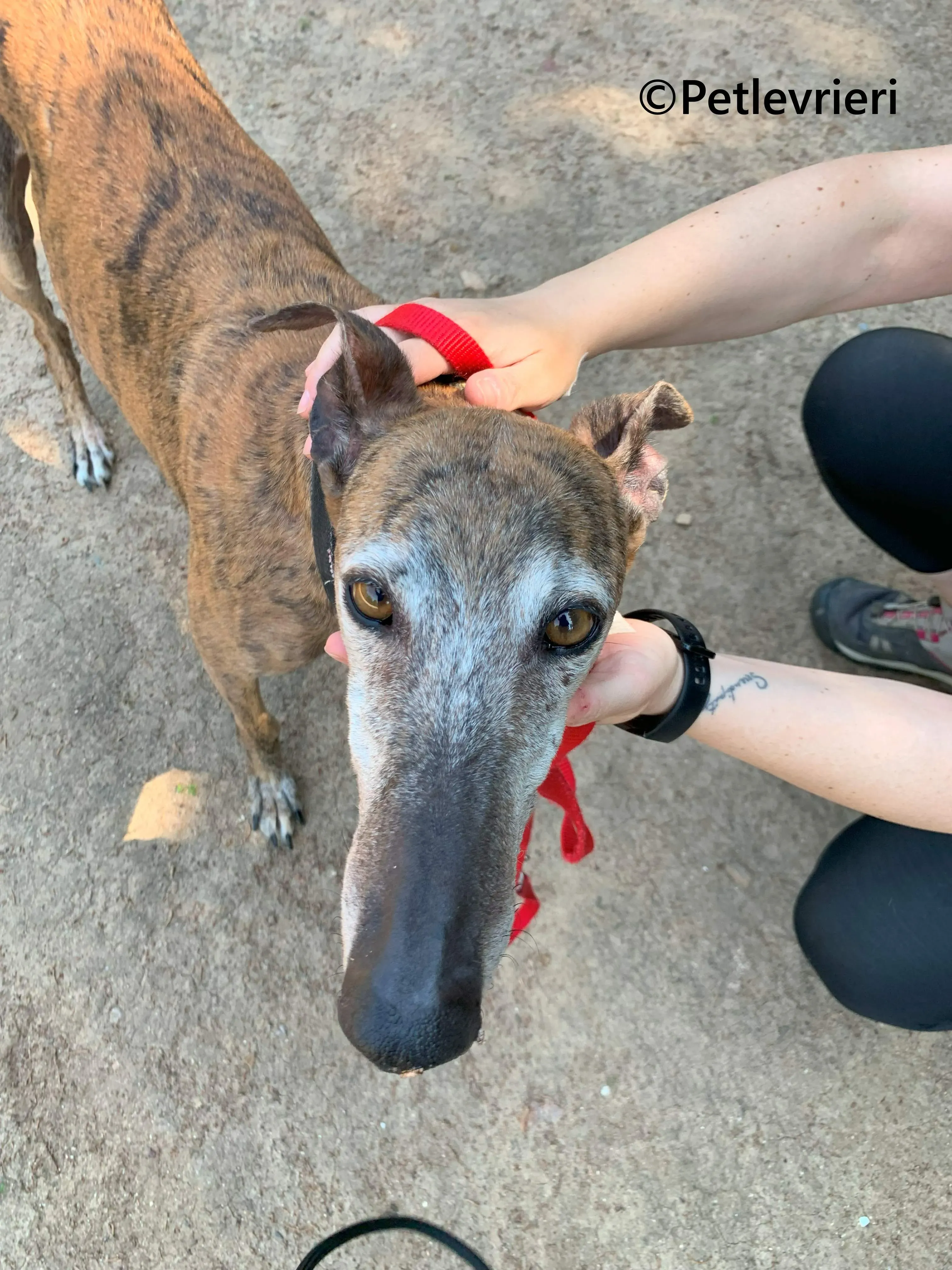 Bimba galgo adozione pet levrieri onlus 10