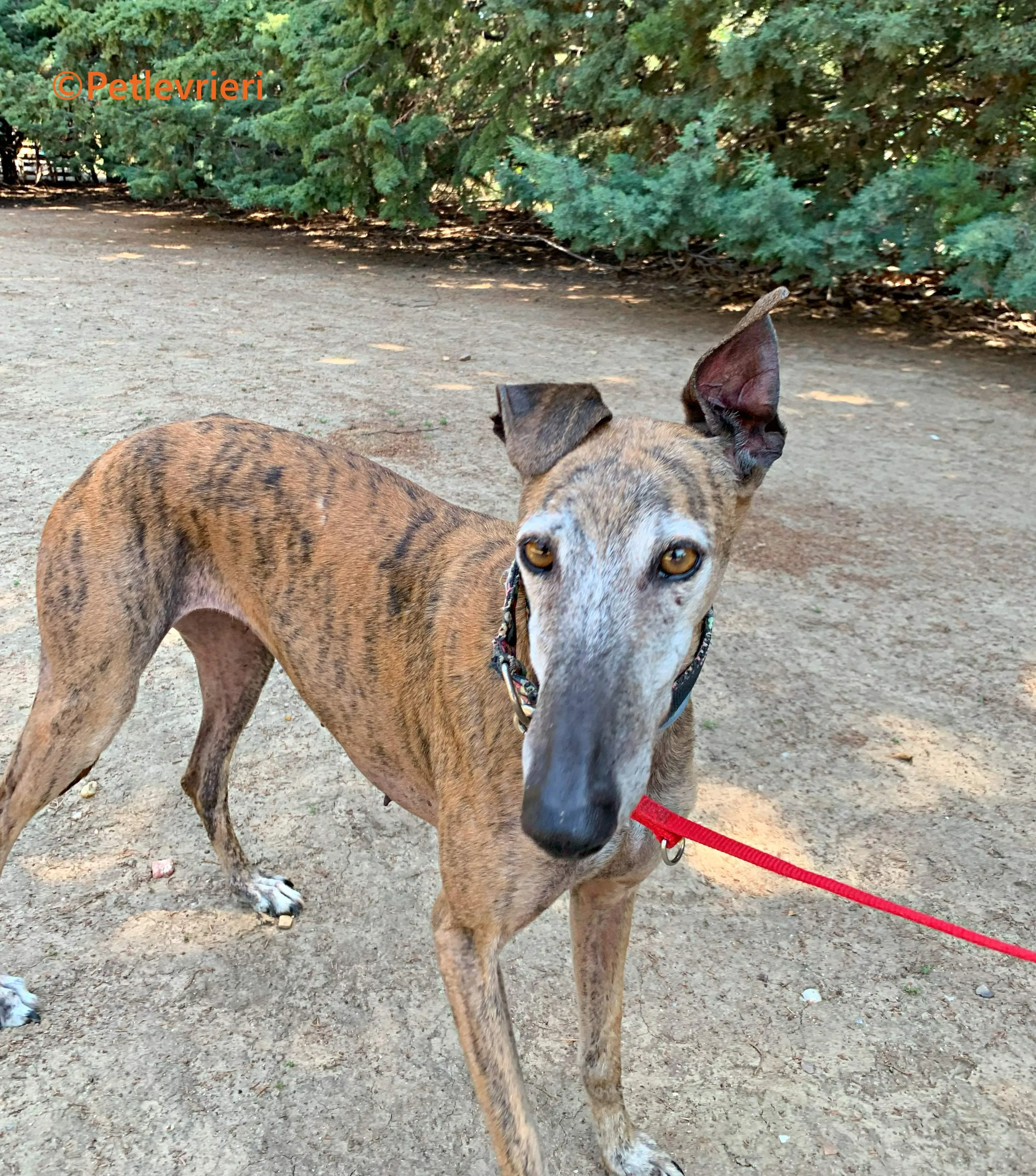 Bimba galgo adozione pet levrieri onlus 11