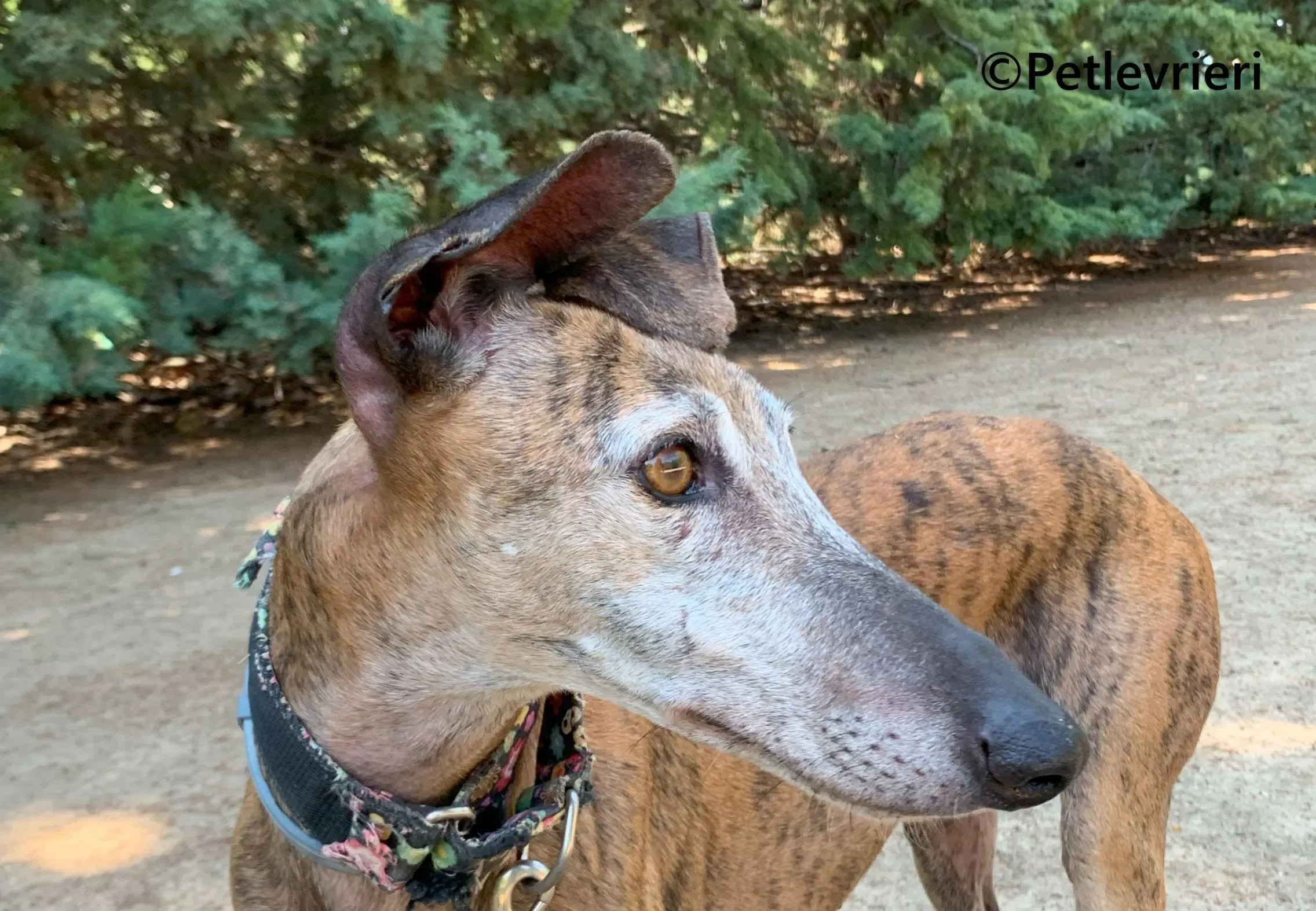 Bimba galgo adozione pet levrieri onlus 12 scaled e1692133894767