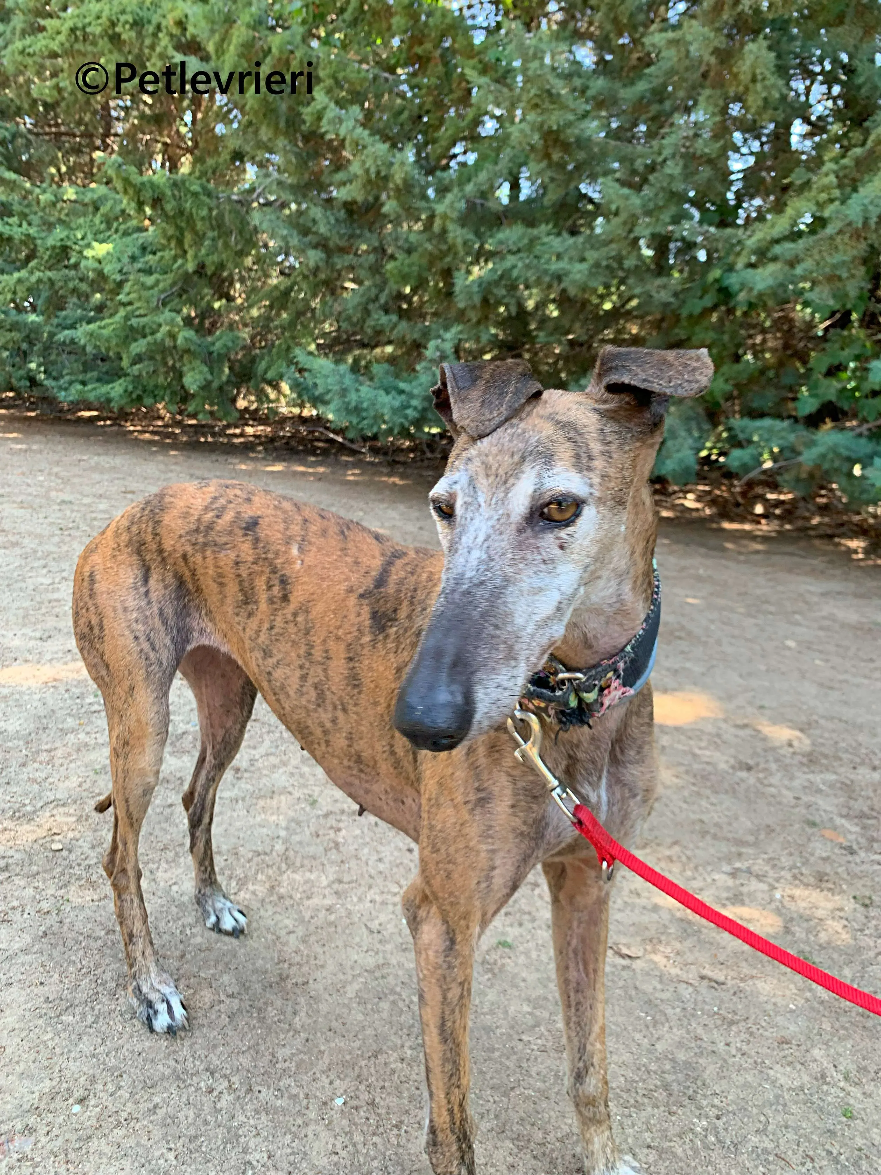 Bimba galgo adozione pet levrieri onlus 13