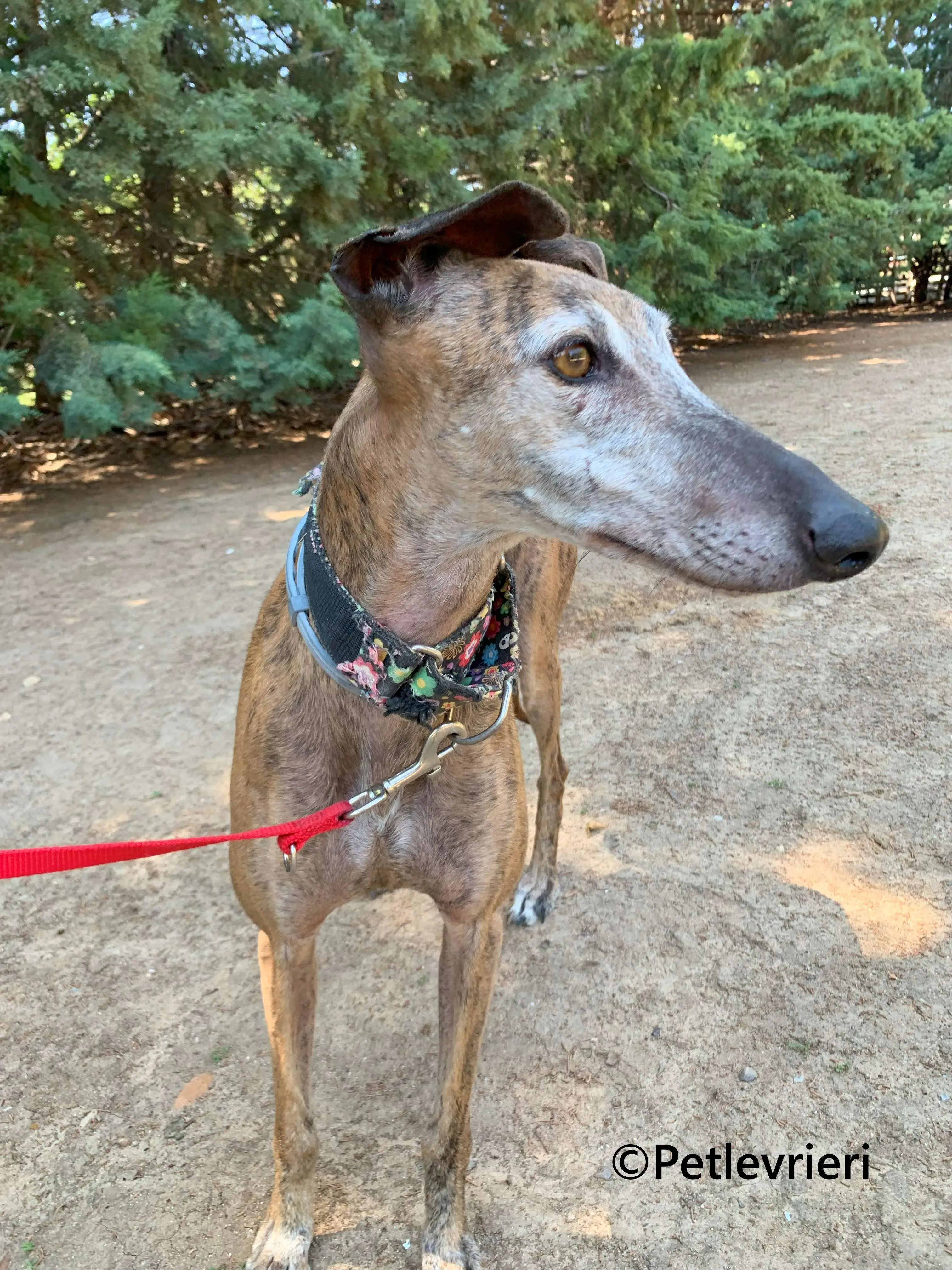 Bimba galgo adozione pet levrieri onlus 14