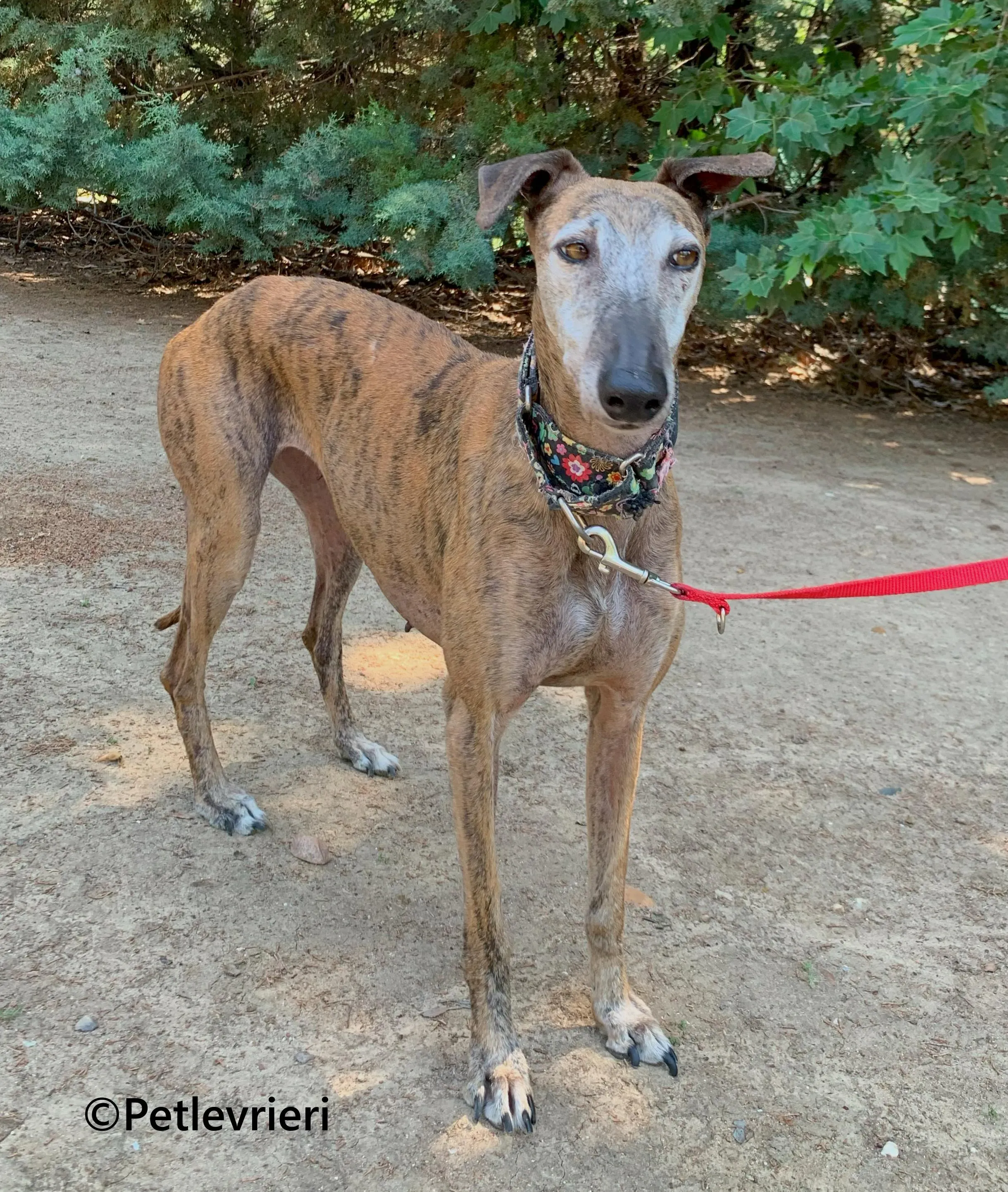 Bimba galgo adozione pet levrieri onlus 15