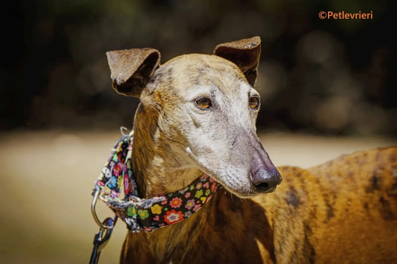 Bimba galgo adozione pet levrieri onlus 2 1