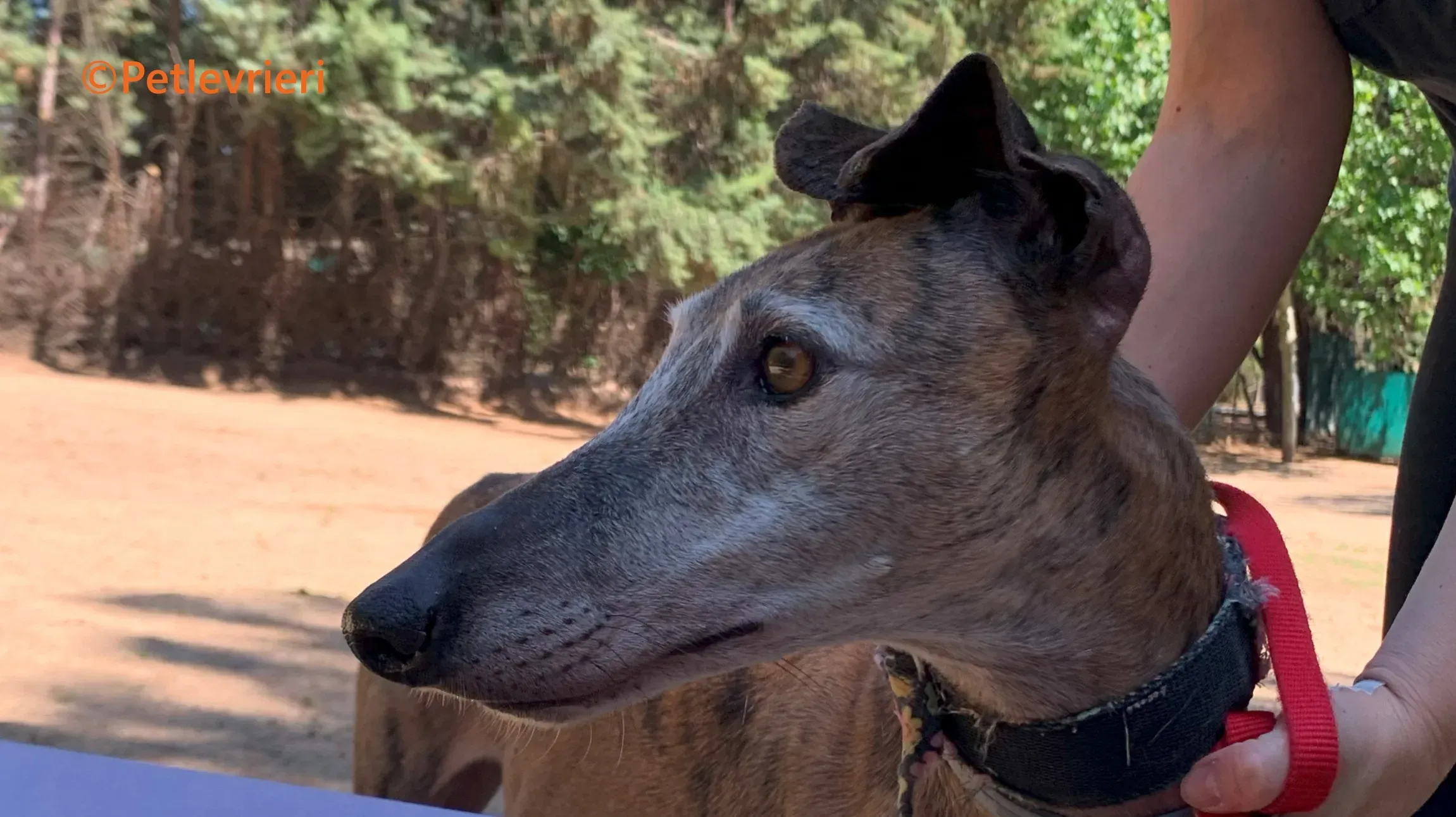 Bimba galgo adozione pet levrieri onlus 3