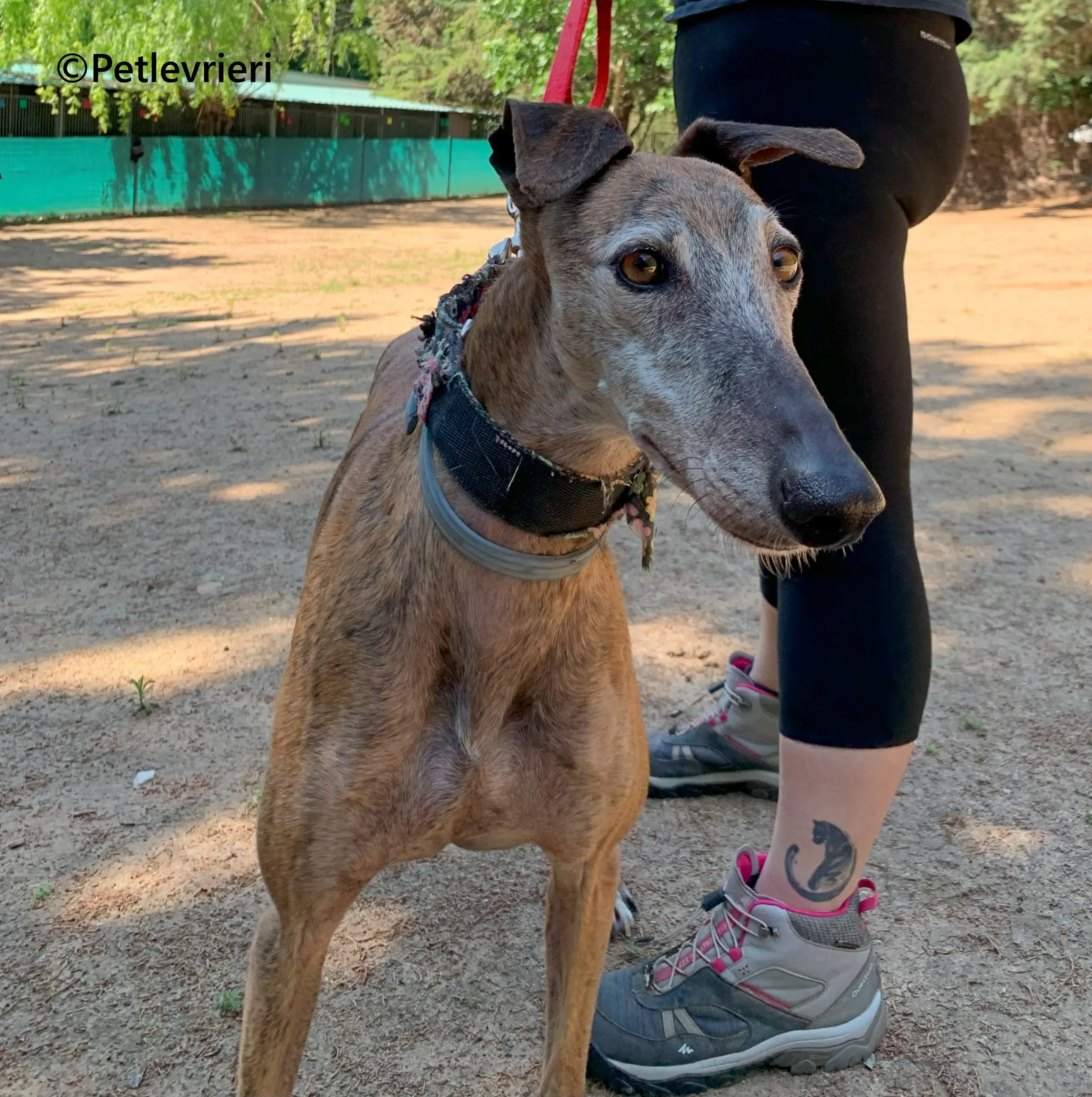 Bimba galgo adozione pet levrieri onlus 4