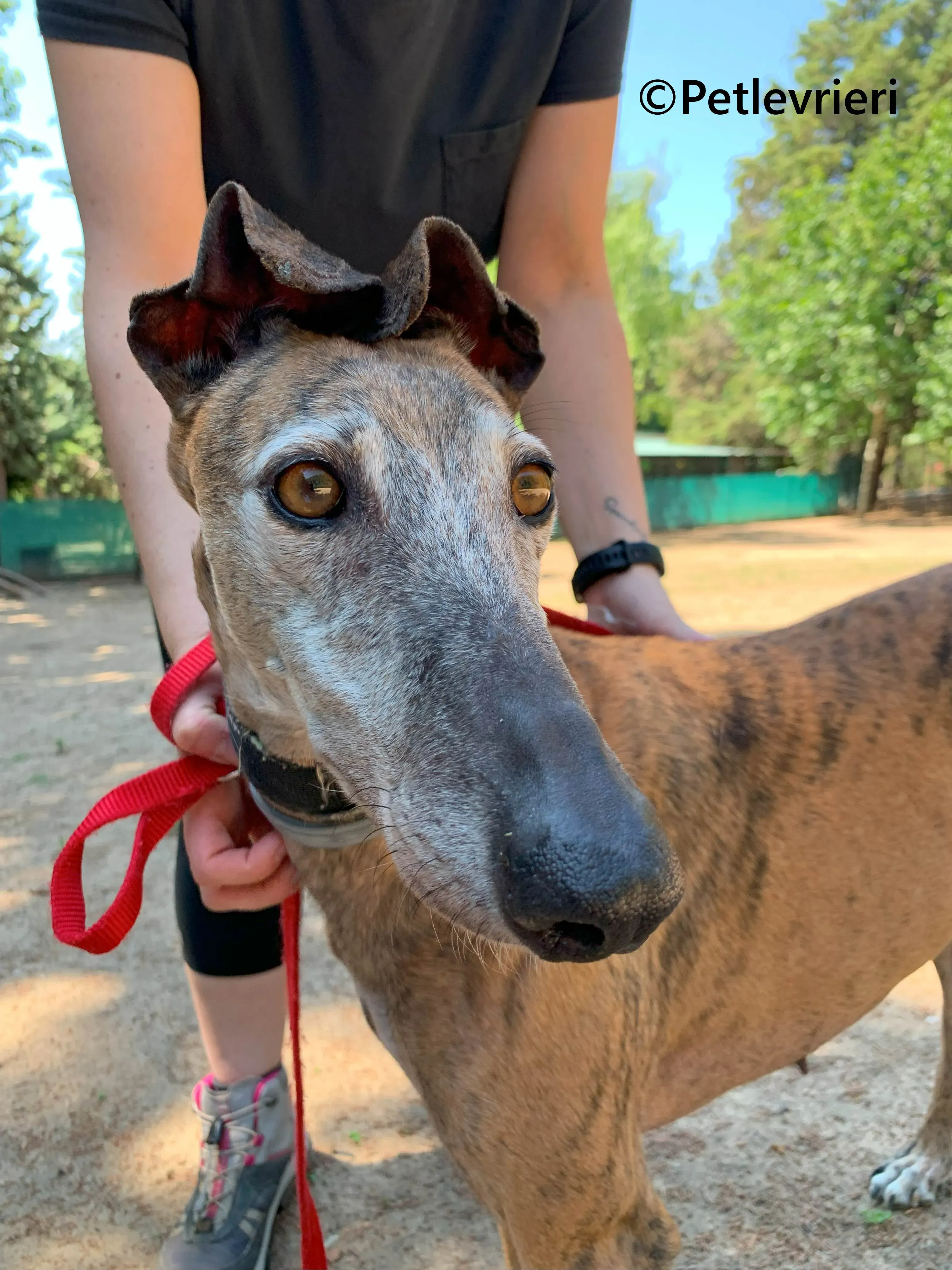 Bimba galgo adozione pet levrieri onlus 5