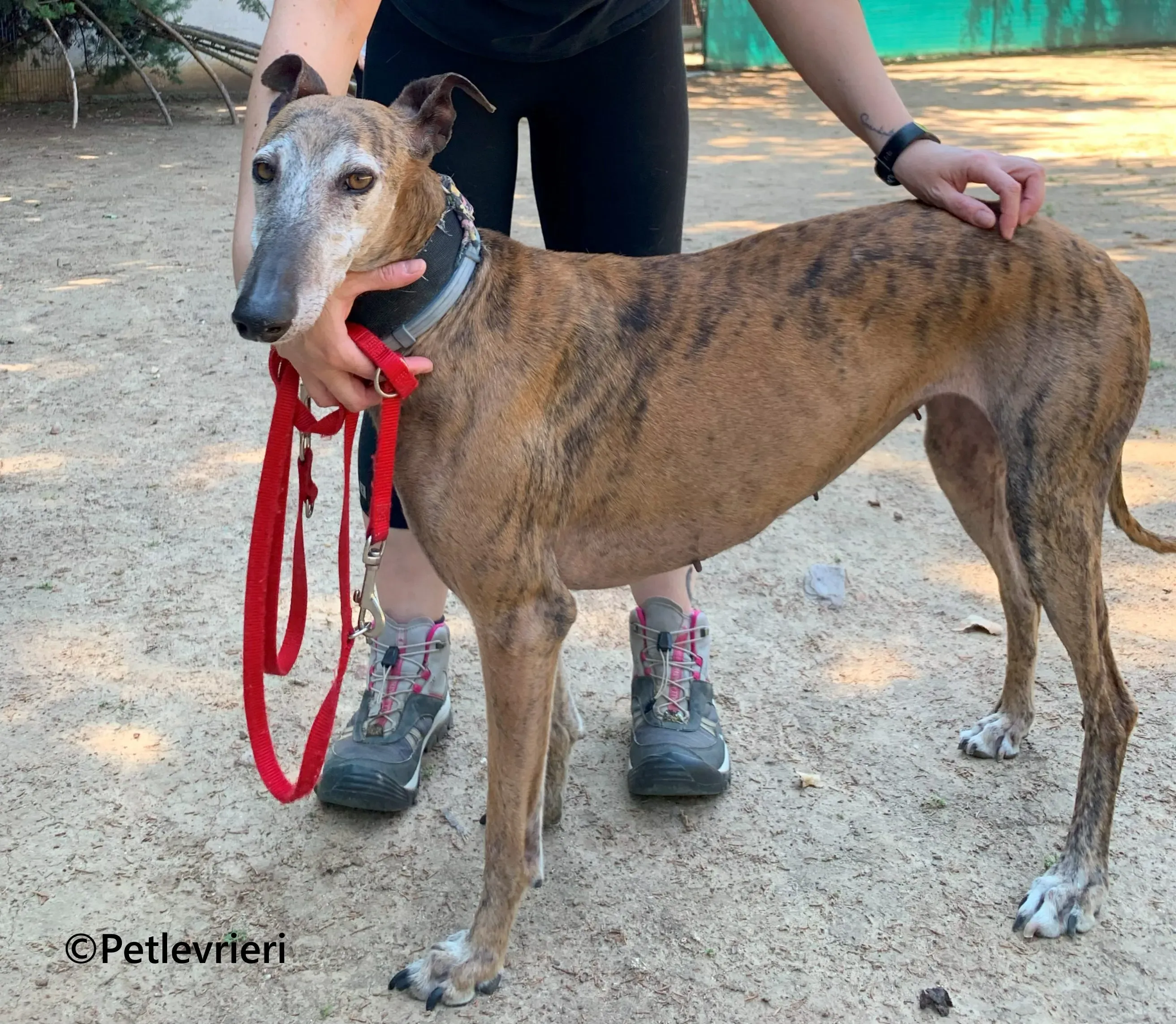 Bimba galgo adozione pet levrieri onlus 6