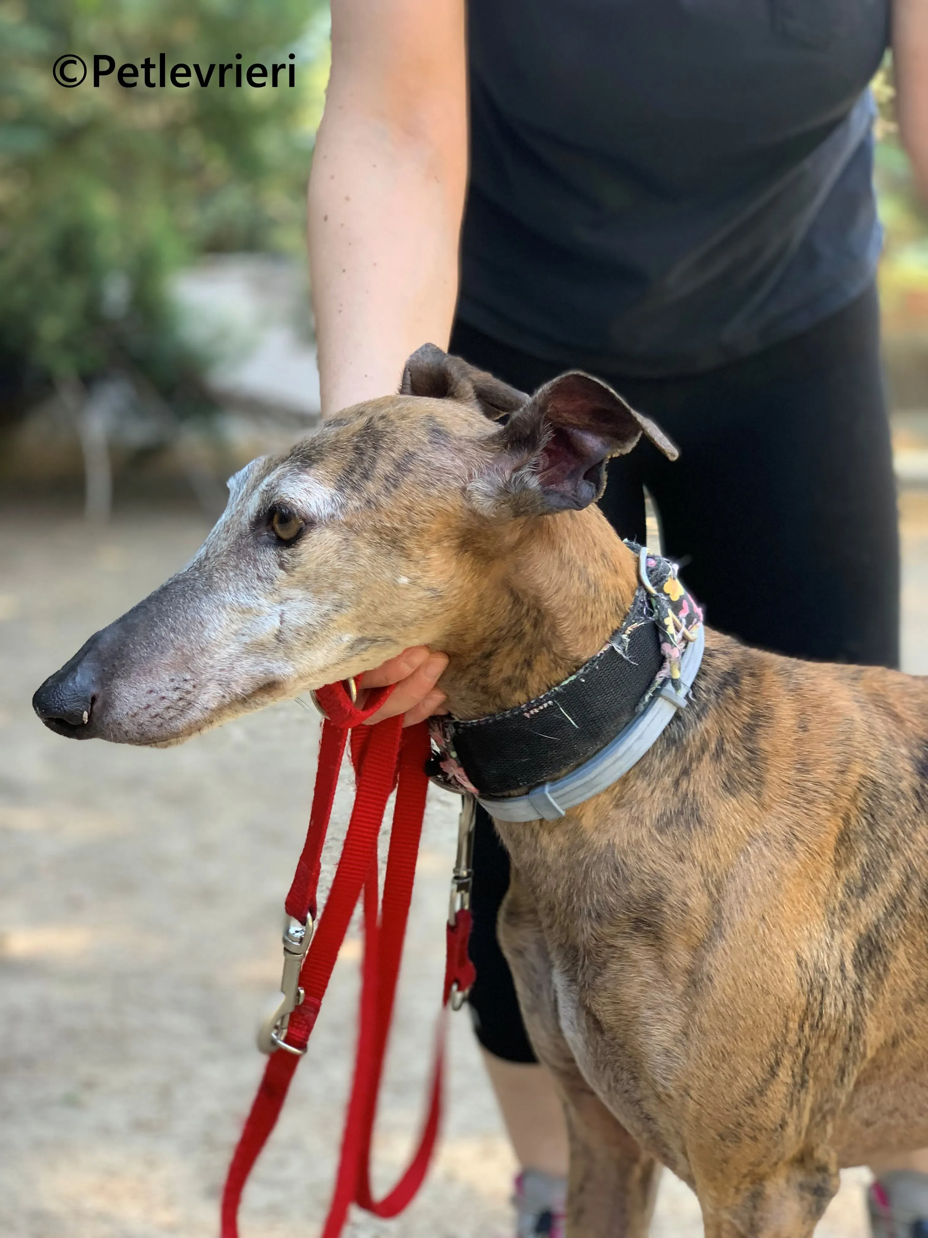 Bimba galgo adozione pet levrieri onlus 7