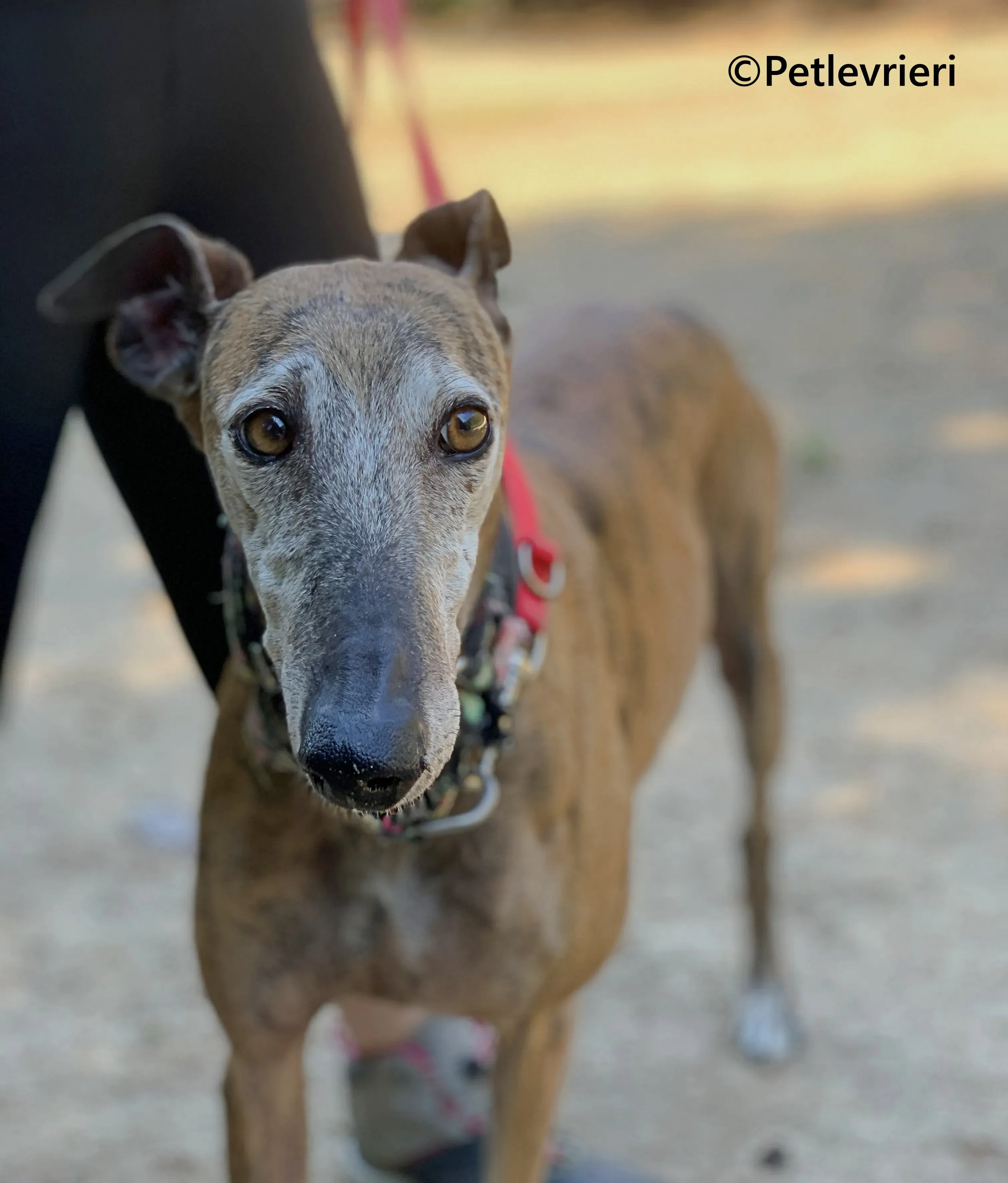 Bimba galgo adozione pet levrieri onlus 8