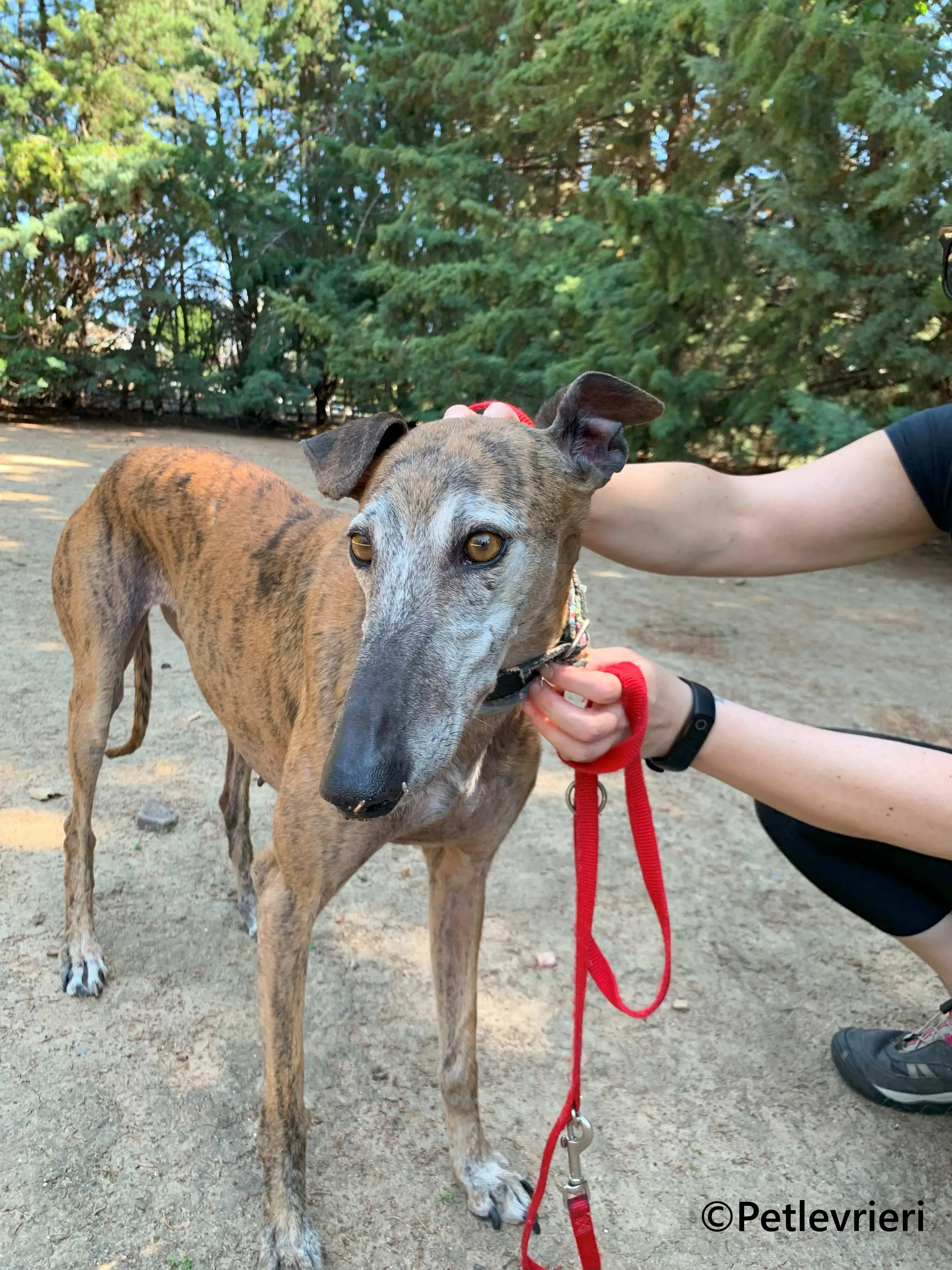 Bimba galgo adozione pet levrieri onlus 9