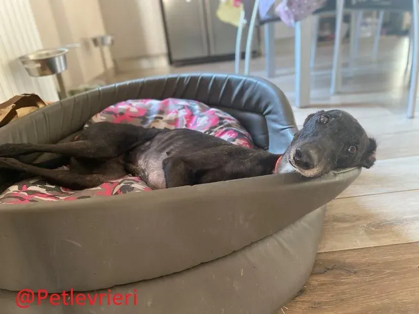 Binchy adozione levirieri grey 20