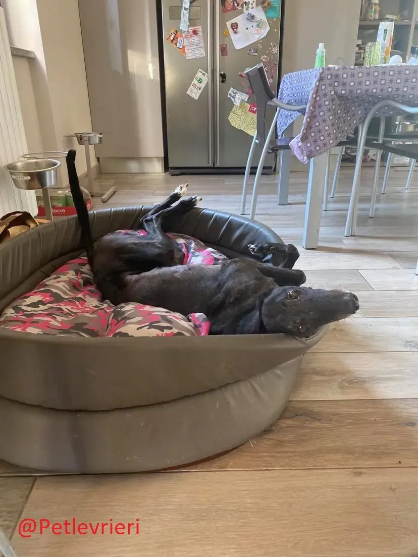 Binchy adozione levirieri grey 21