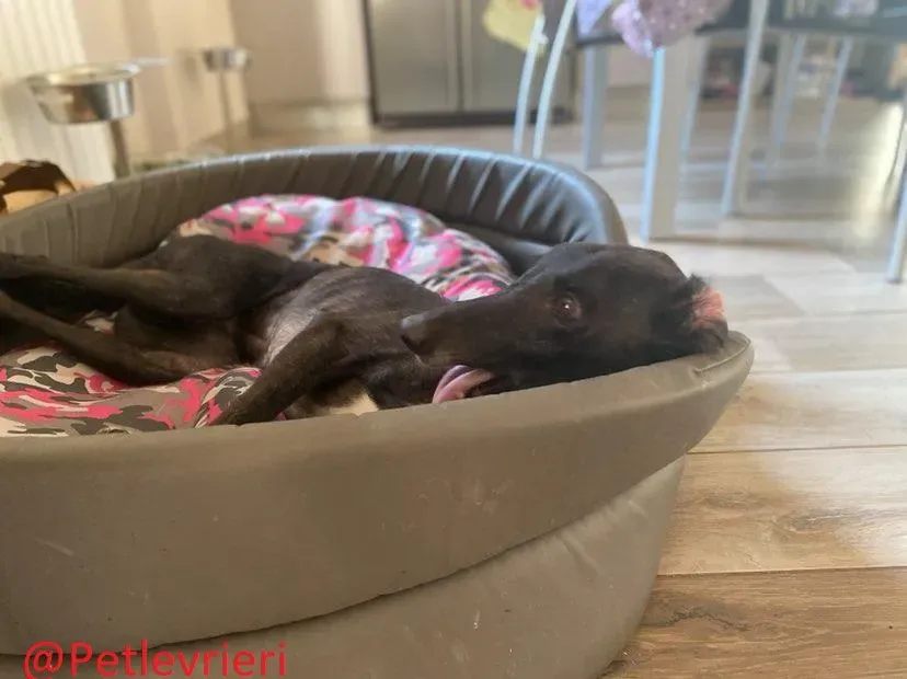 Binchy adozione levirieri grey 22