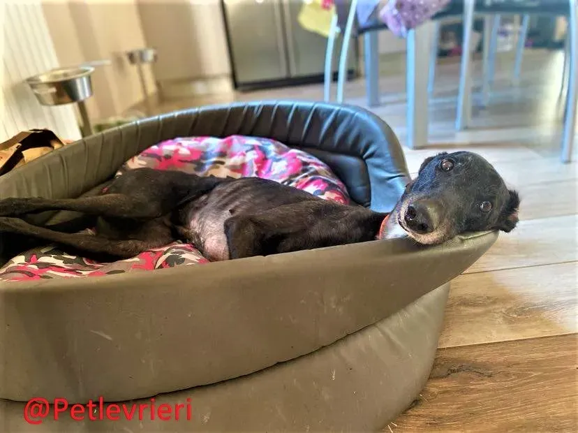 Binchy adozione levirieri grey 23