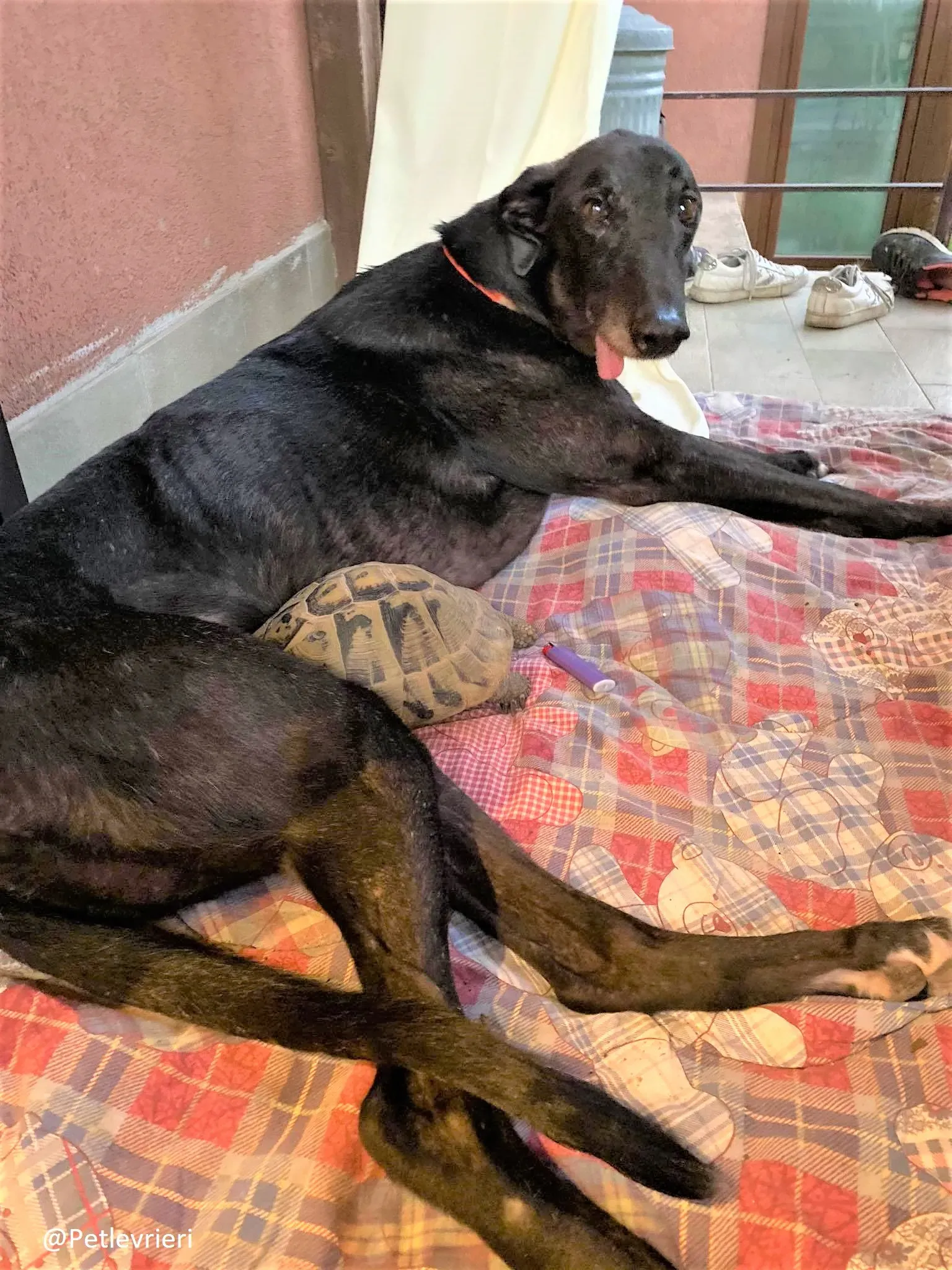 Binchy adozione levirieri grey 24