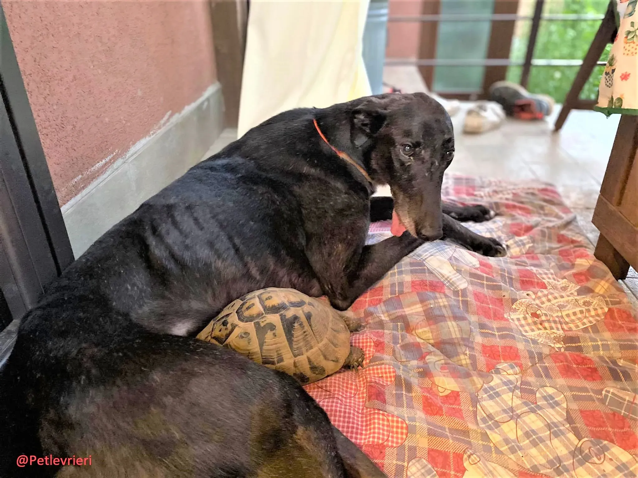 Binchy adozione levirieri grey 25