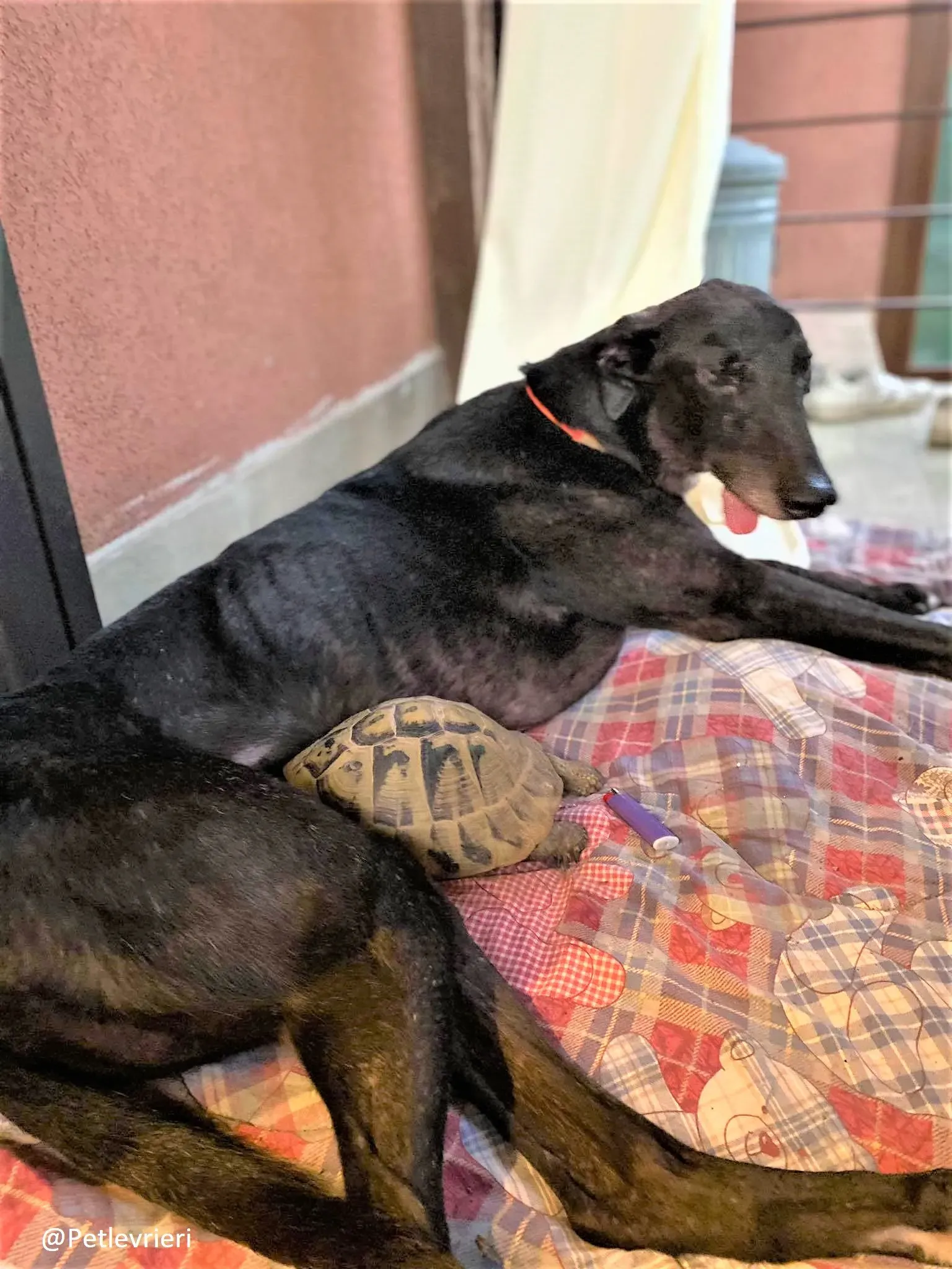 Binchy adozione levirieri grey 26