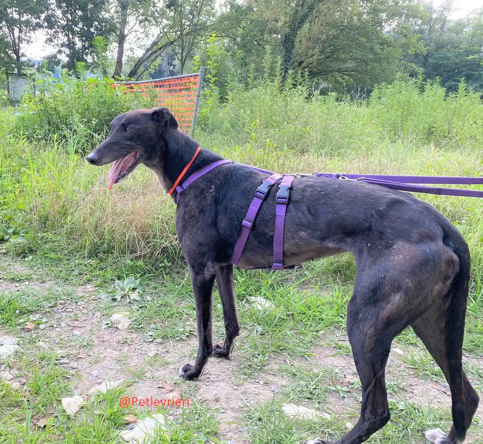 Binchy adozione levirieri grey 27