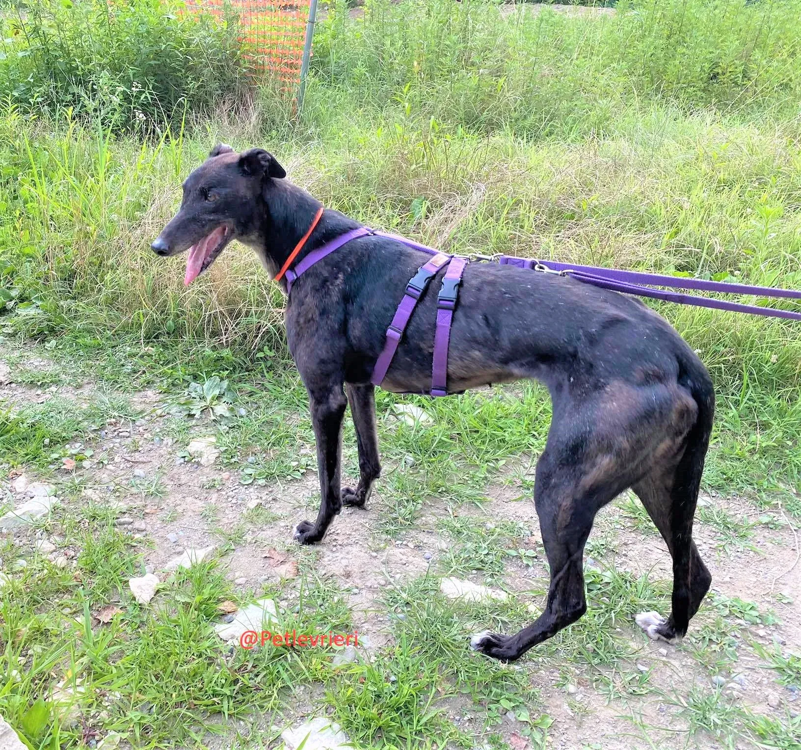 Binchy adozione levirieri grey 28