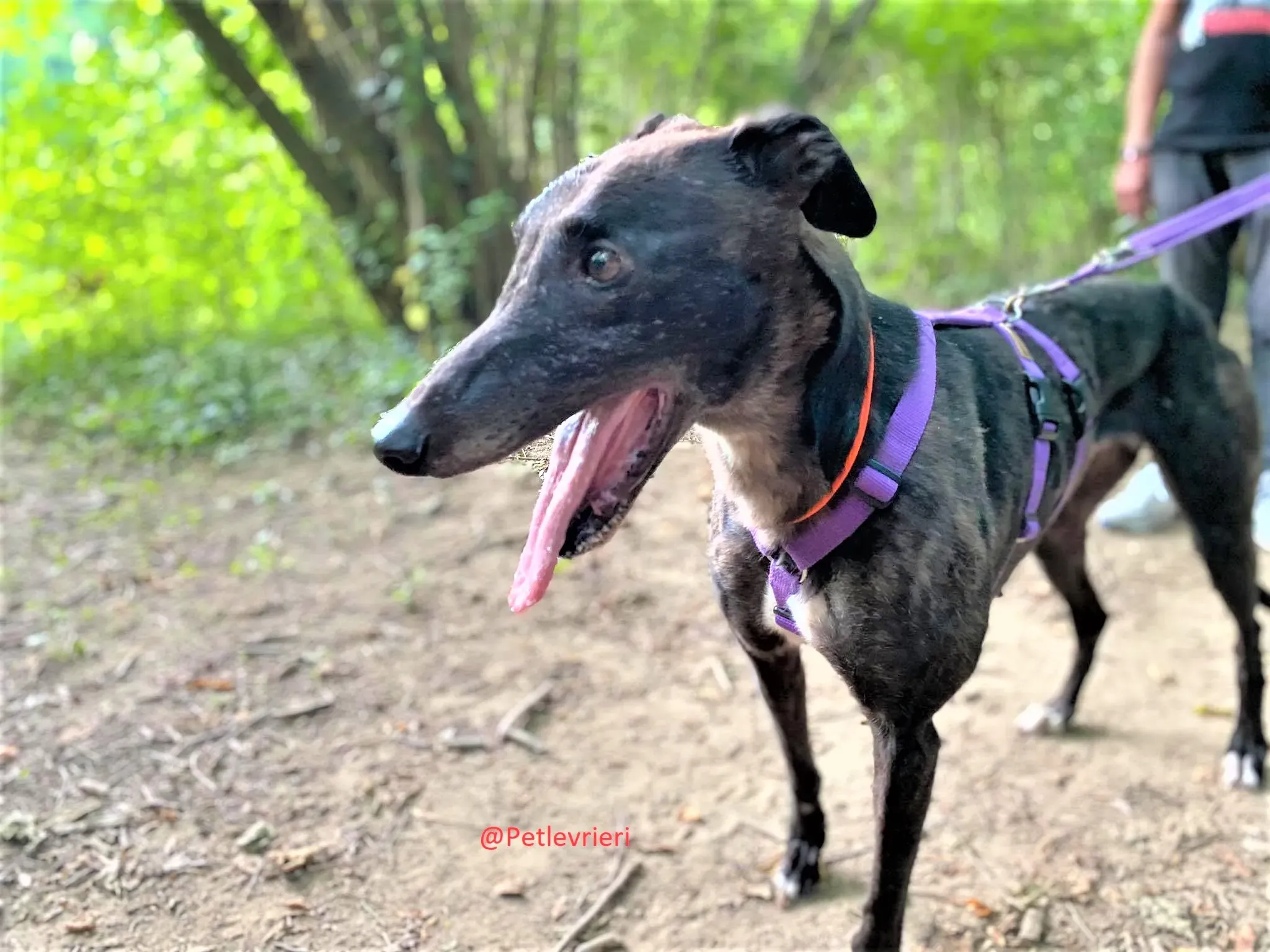 Binchy adozione levirieri grey 29