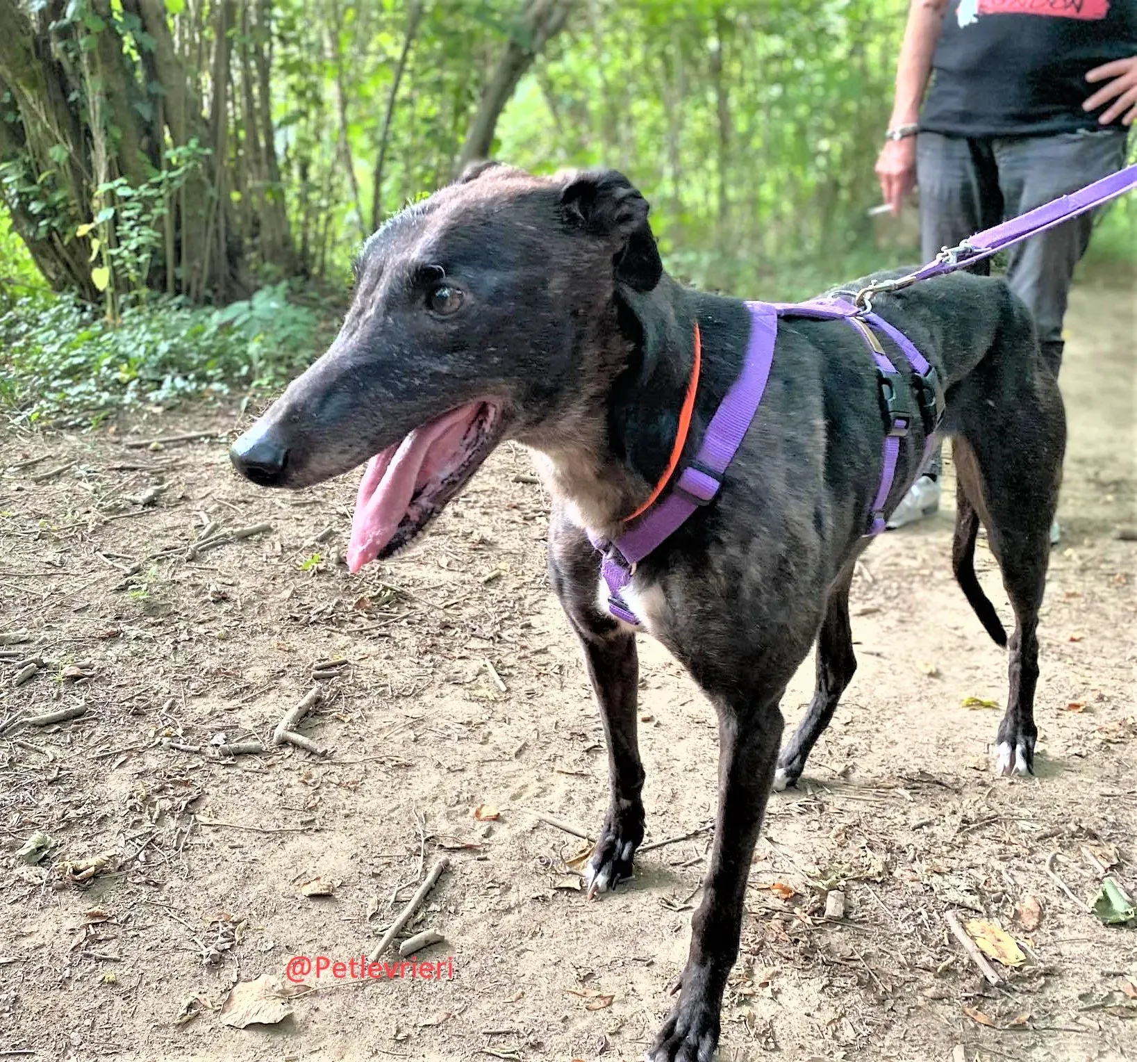 Binchy adozione levirieri grey 30