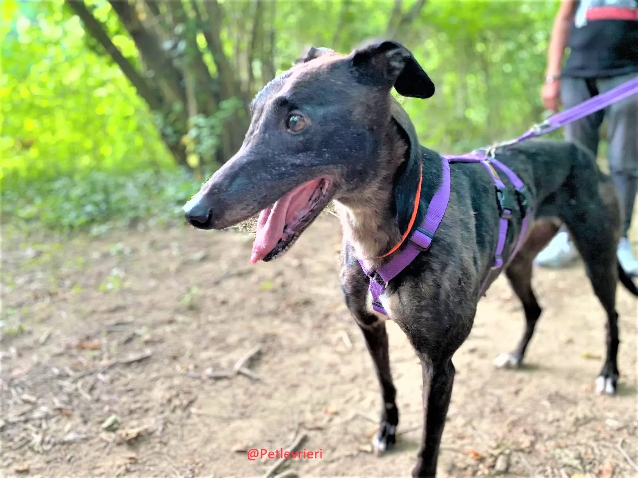 Binchy adozione levirieri grey 31