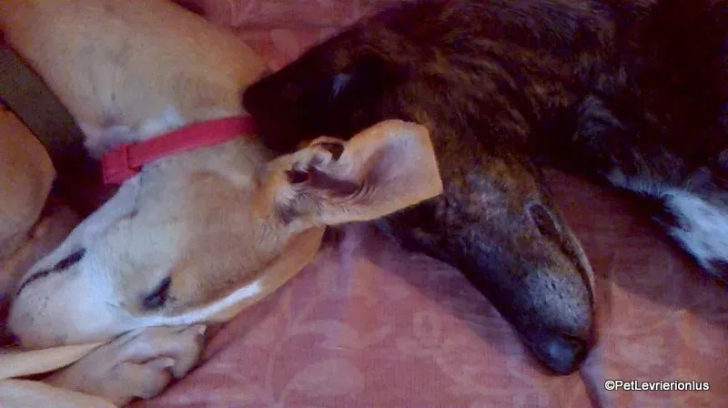 Bisky galgo foster pet levrieri onlus 2