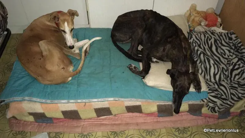 Bisky galgo foster pet levrieri onlus 3