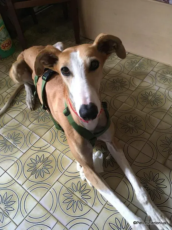 Bisky galgo foster pet levrieri onlus 4