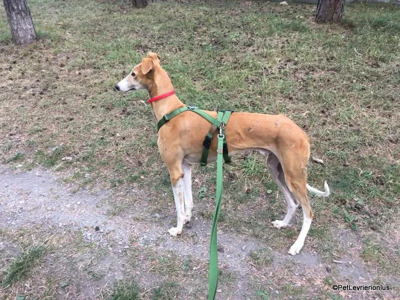 Bisky galgo foster pet levrieri onlus 5