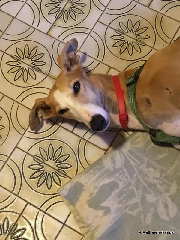 Bisky galgo foster pet levrieri onlus 6