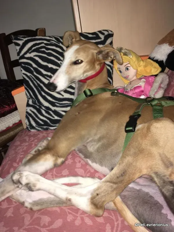 Bisky galgo foster pet levrieri onlus