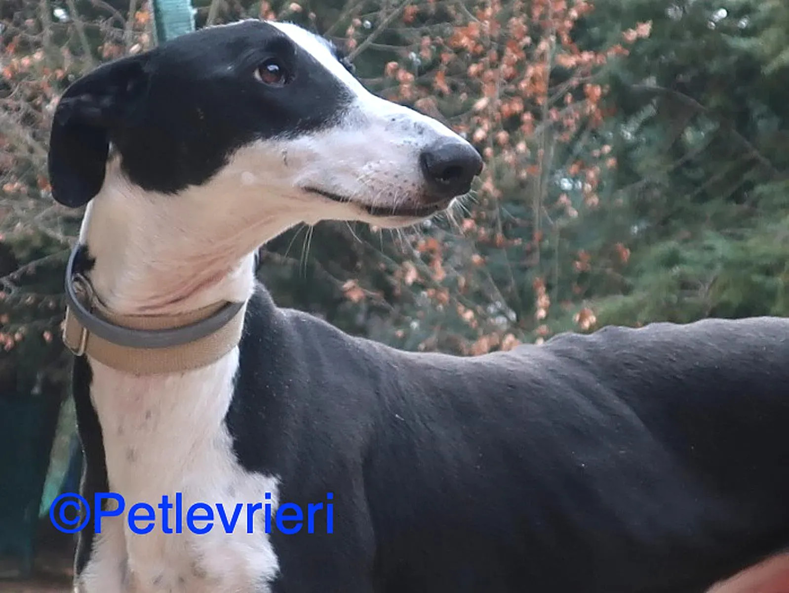 Bit adozione levrieri galgo 01