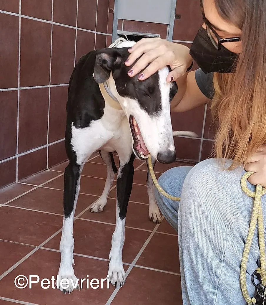Bit adozione levrieri galgo 03