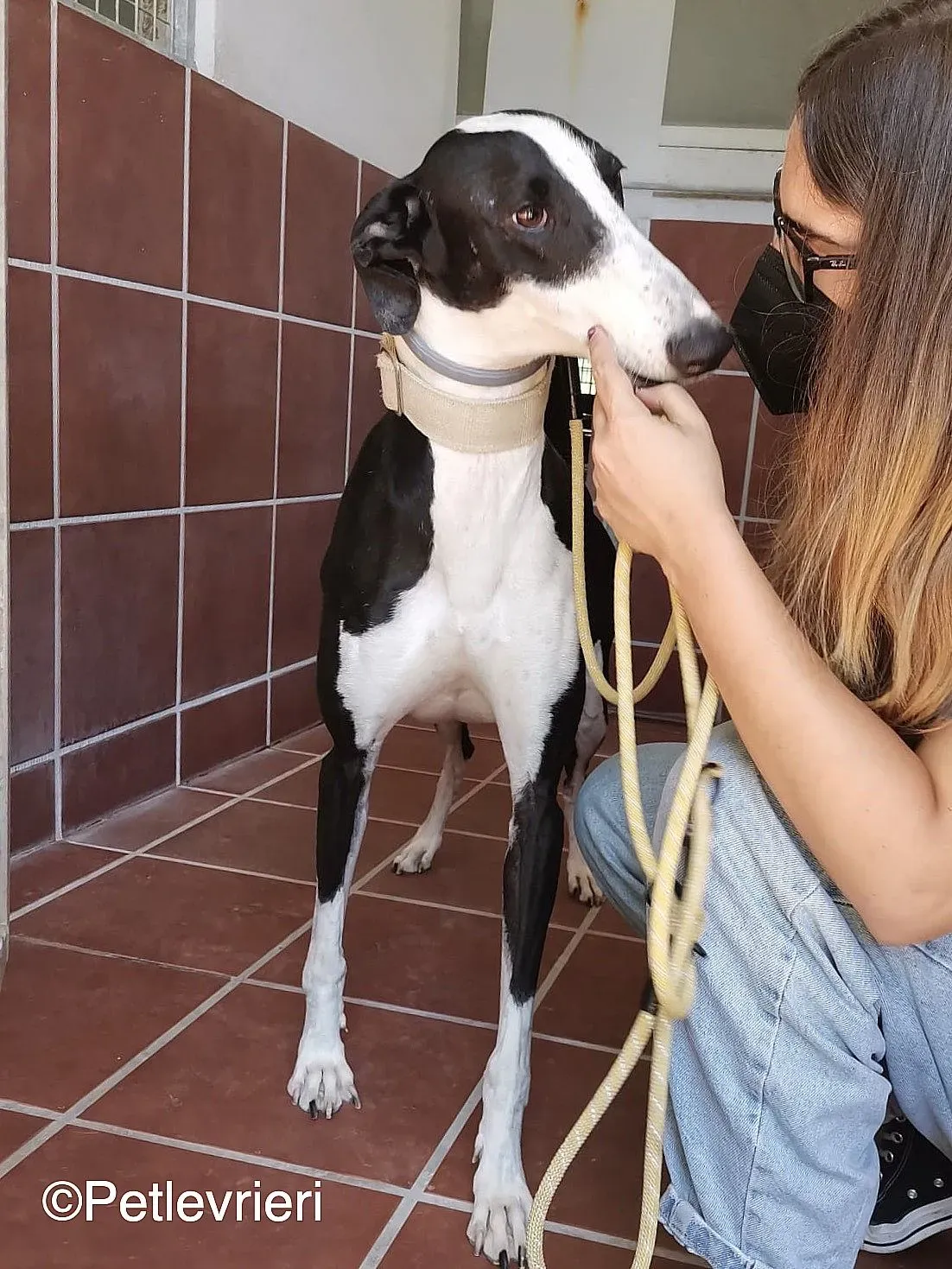 Bit adozione levrieri galgo 07