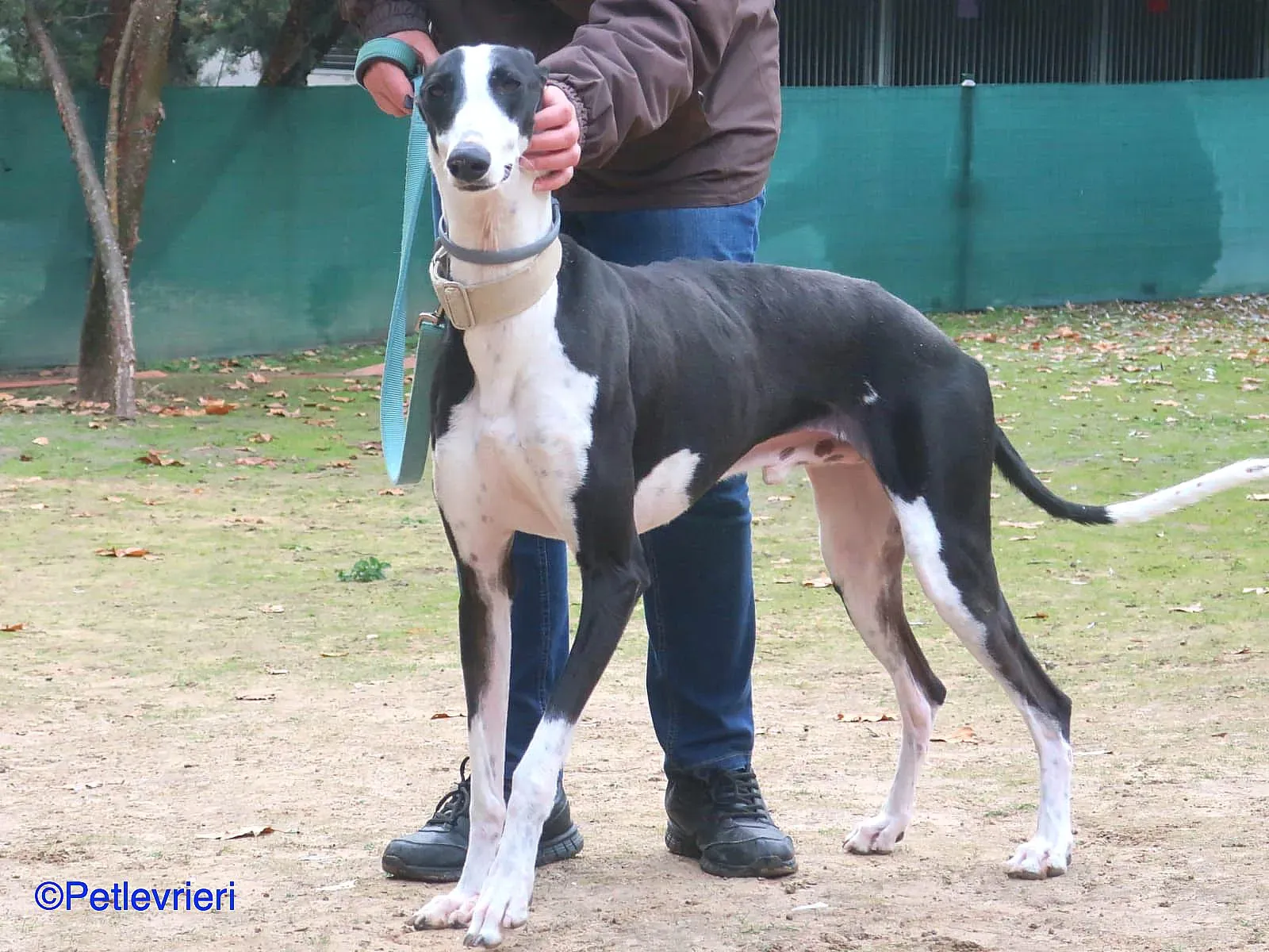 Bit adozione levrieri galgo 08