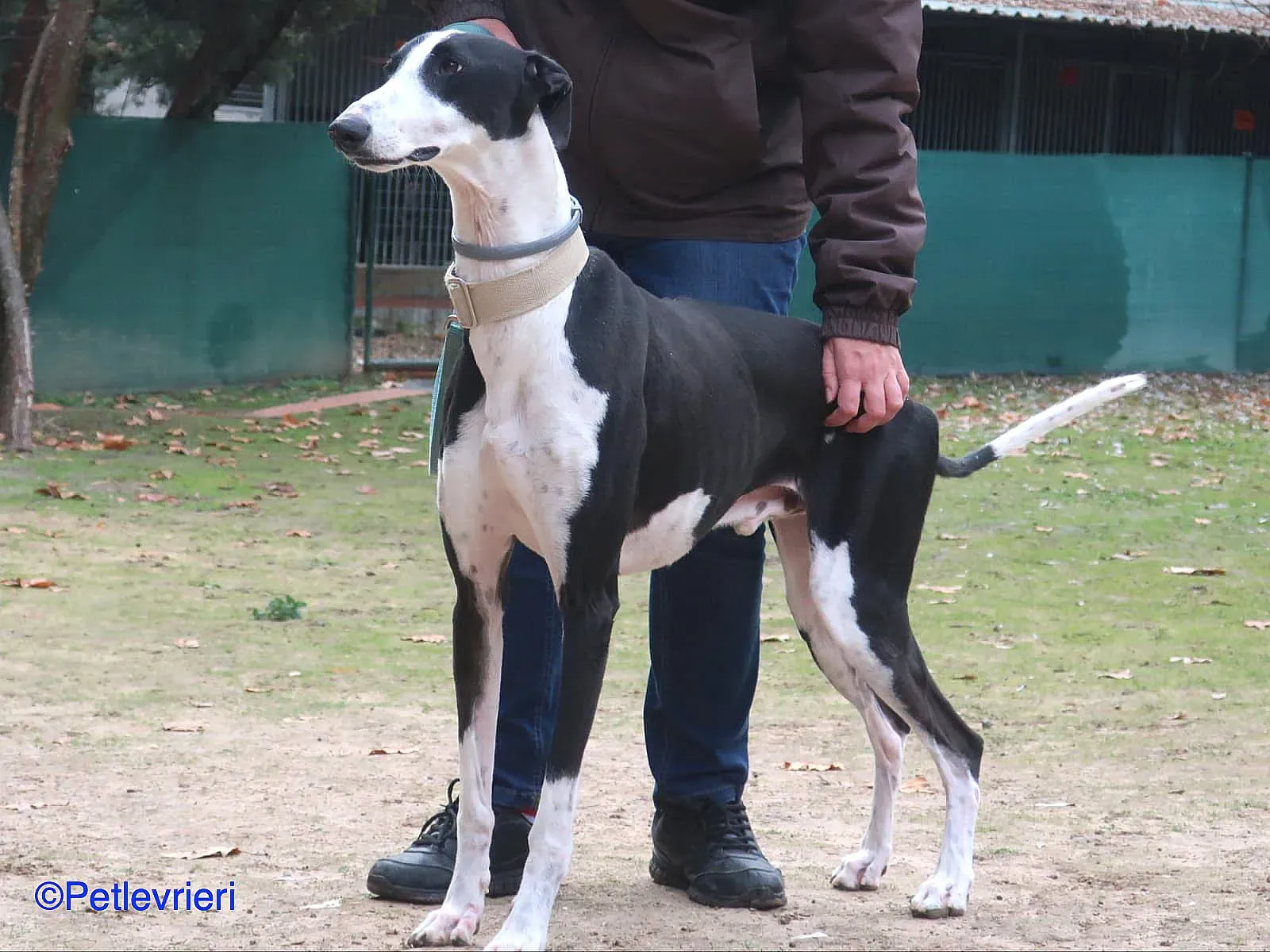 Bit adozione levrieri galgo 09