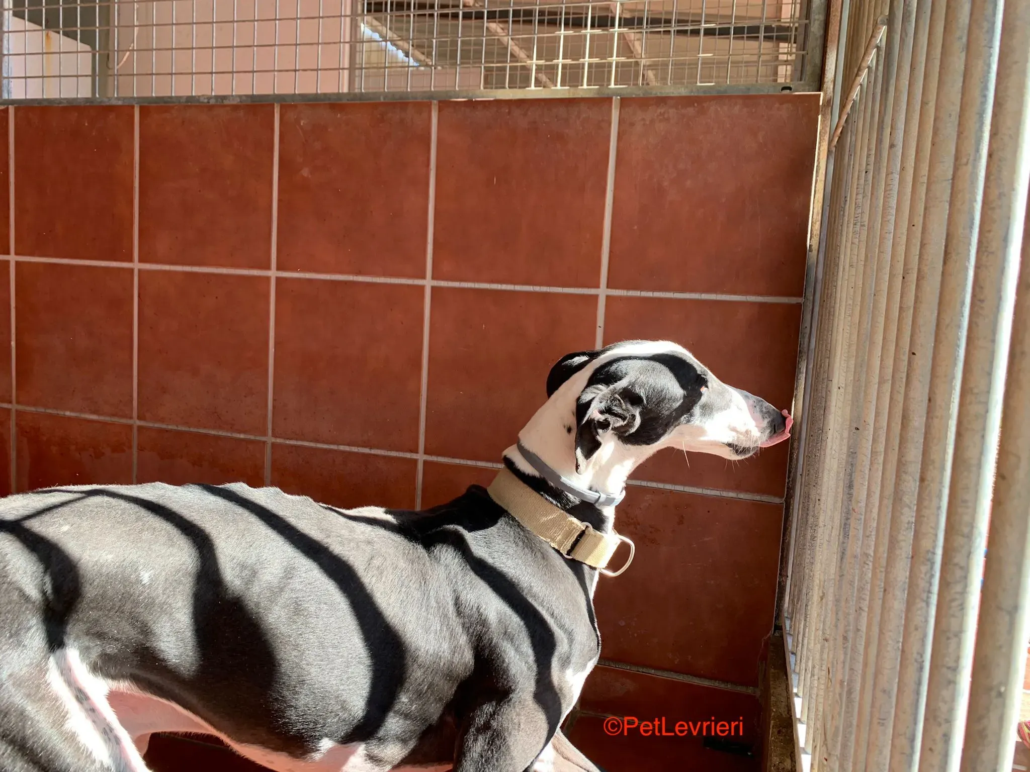 Bit adozione levrieri galgo 2