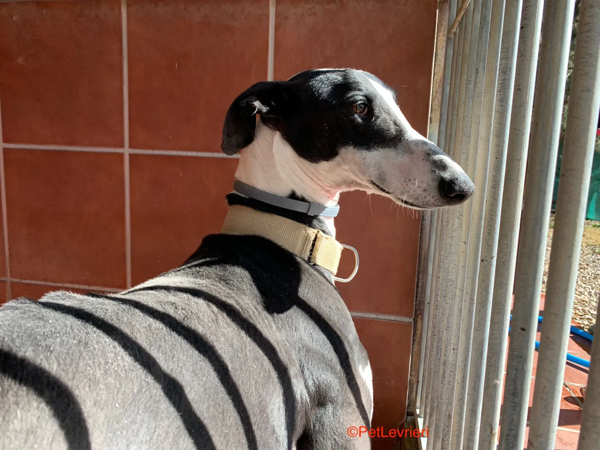 Bit adozione levrieri galgo 3