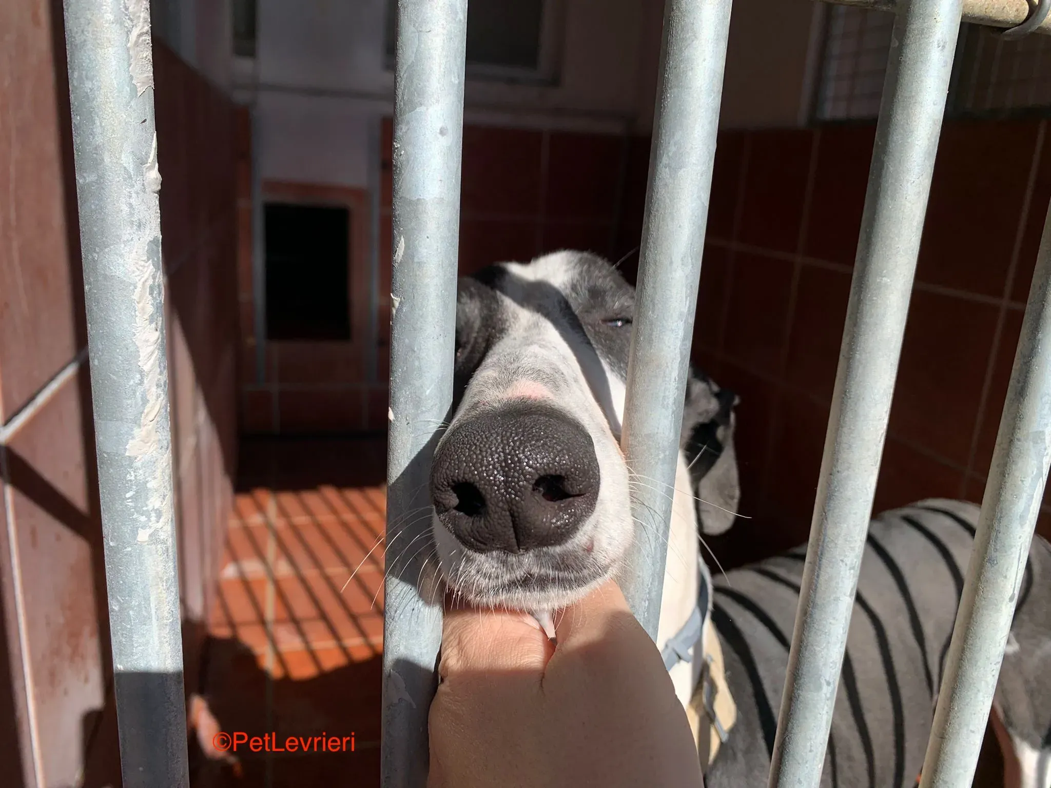Bit adozione levrieri galgo 4