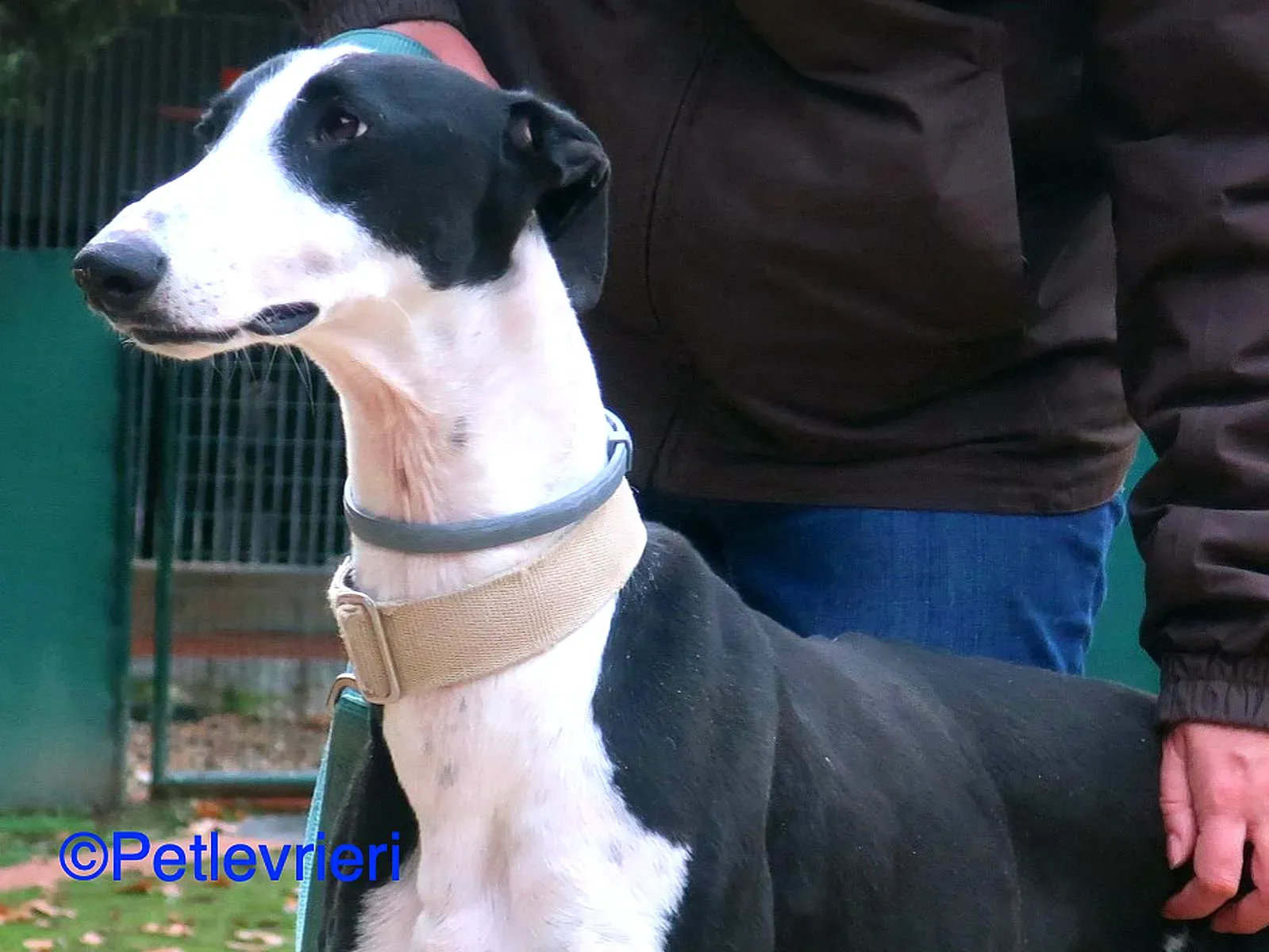 Bit adozione levrieri galgo 04