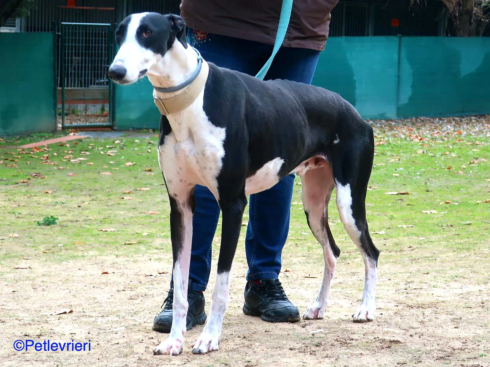 Bit adozione levrieri galgo 05