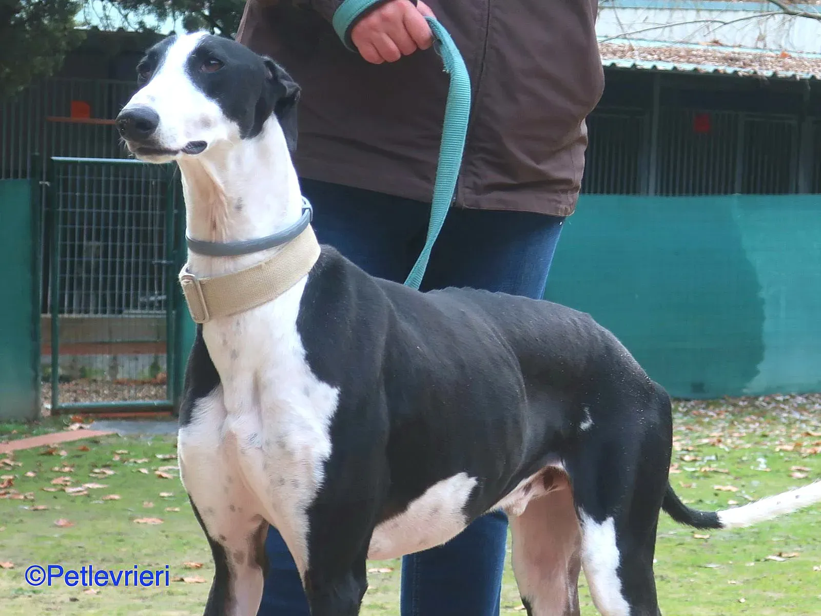 Bit adozione levrieri galgo 06