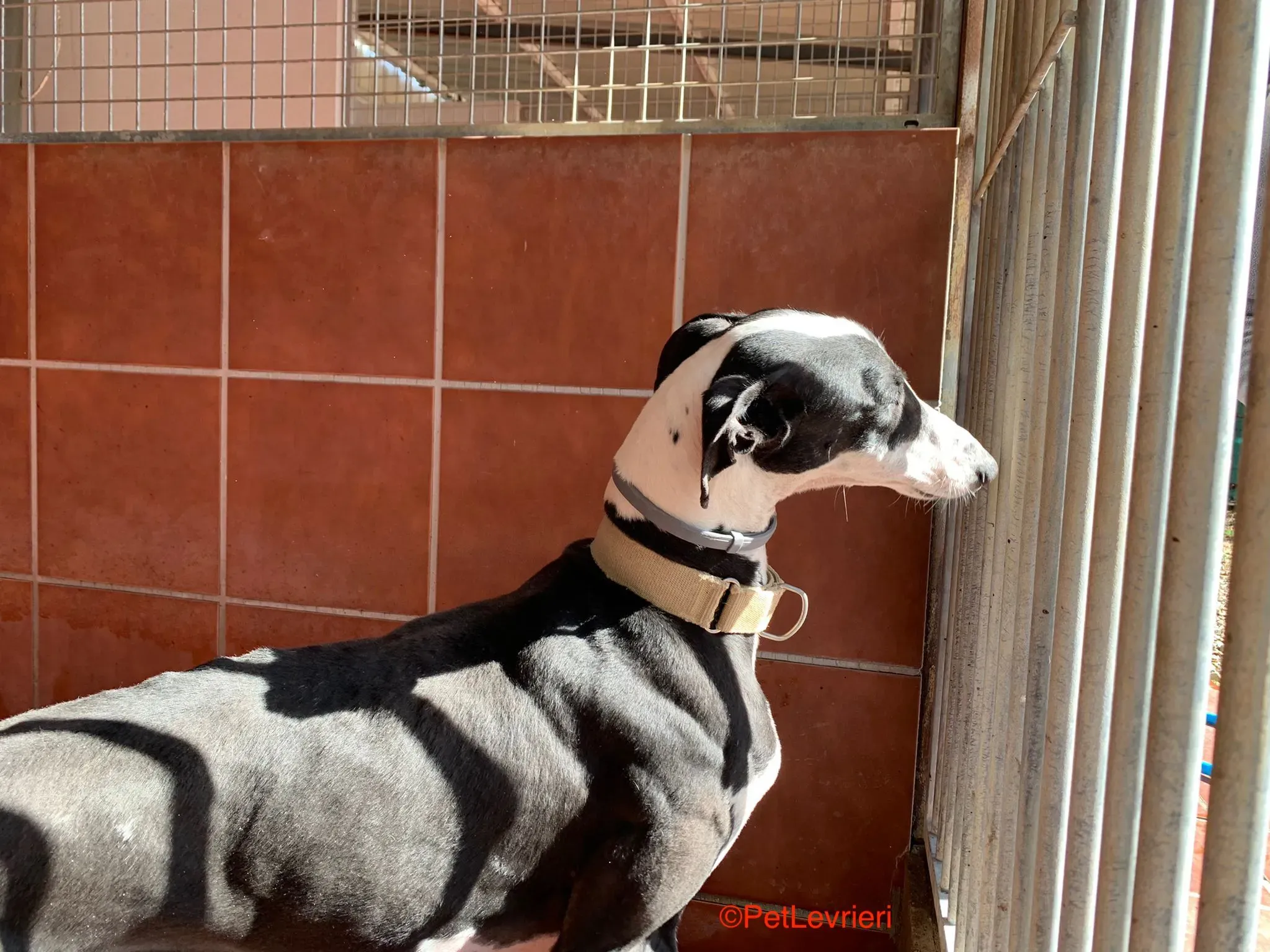 Bit adozione levrierri galgo 1