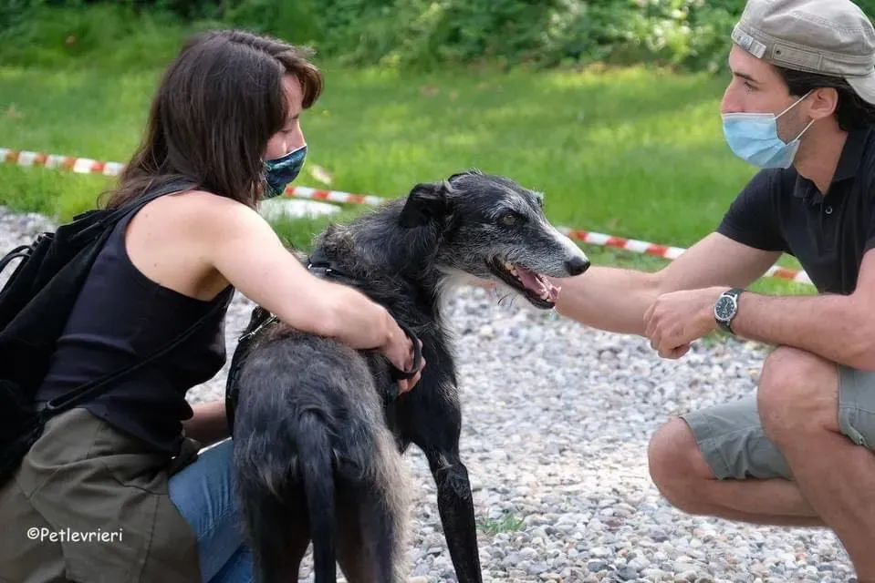 Black Galgo Adozione Pet Levrieri Adption day 10