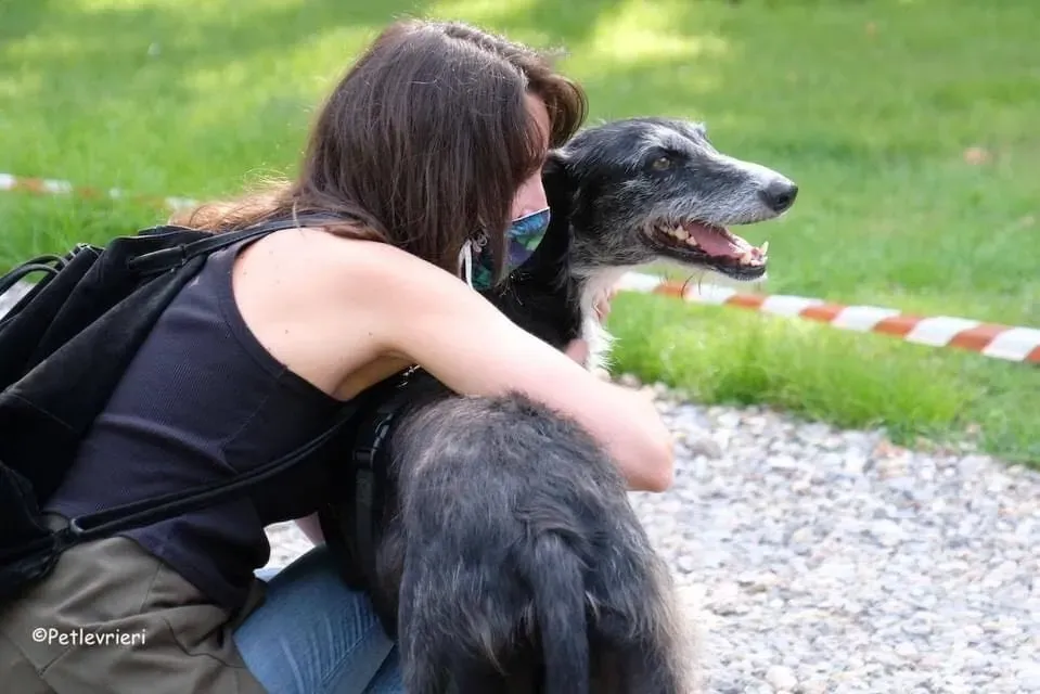Black Galgo Adozione Pet Levrieri Adption day 11