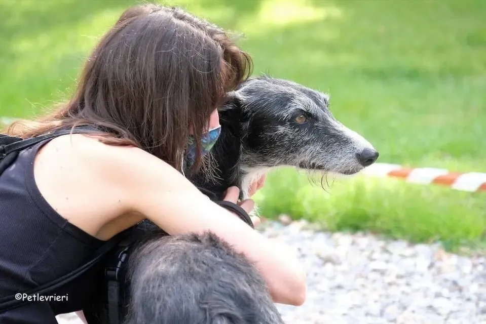 Black Galgo Adozione Pet Levrieri Adption day 6