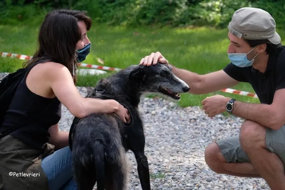Black Galgo Adozione Pet Levrieri Adption day 7