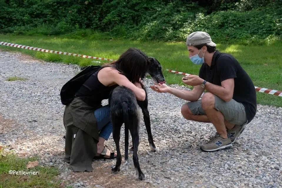 Black Galgo Adozione Pet Levrieri Adption day 8